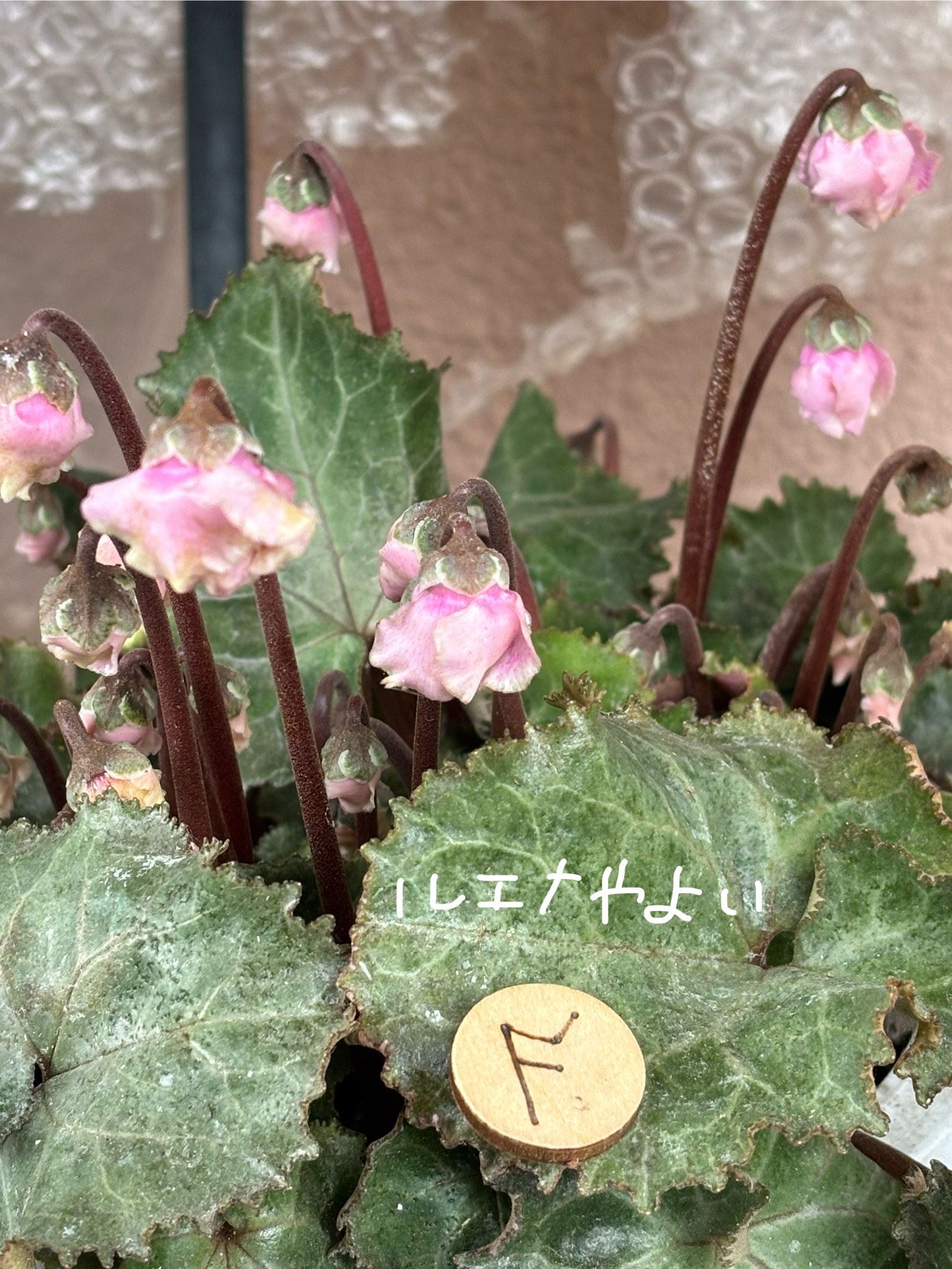 4月4日のルーン。