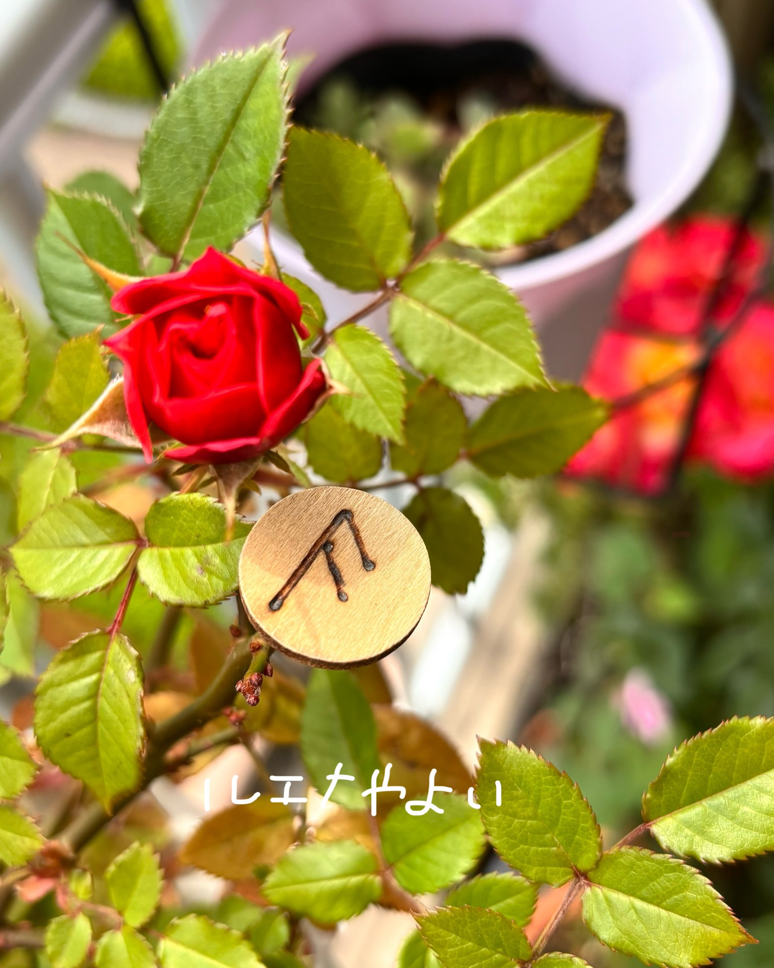 5月19日のルーン
