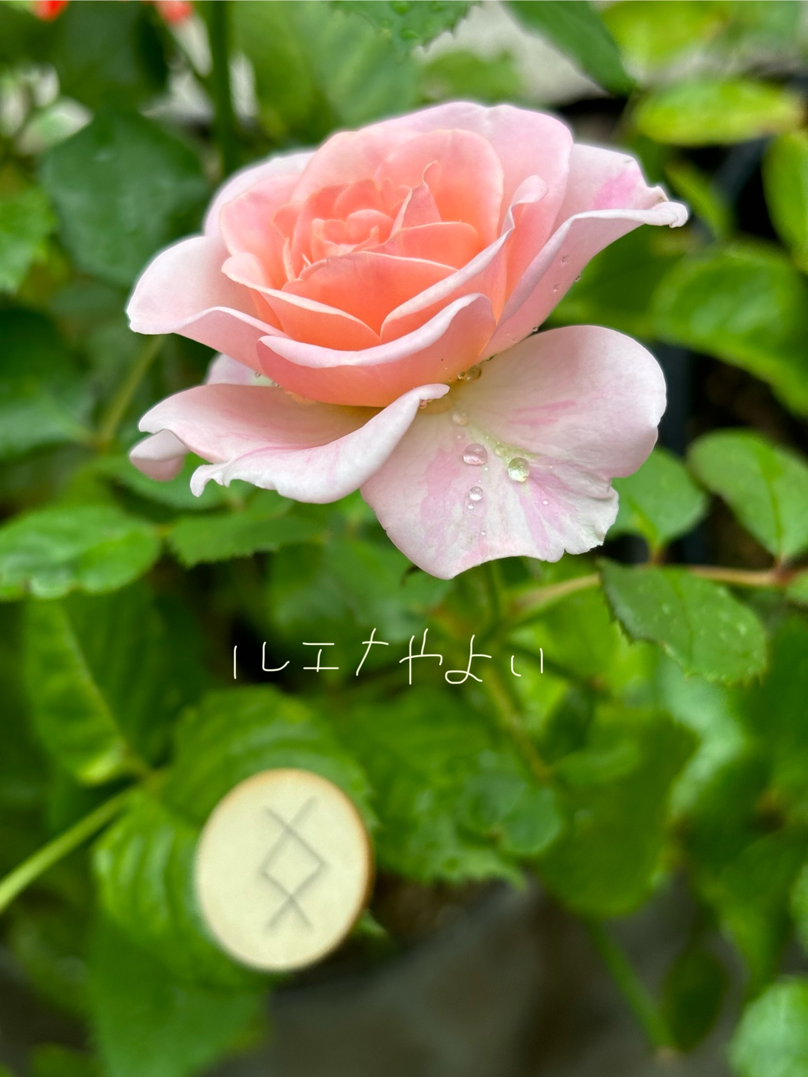 7月3日のルーン