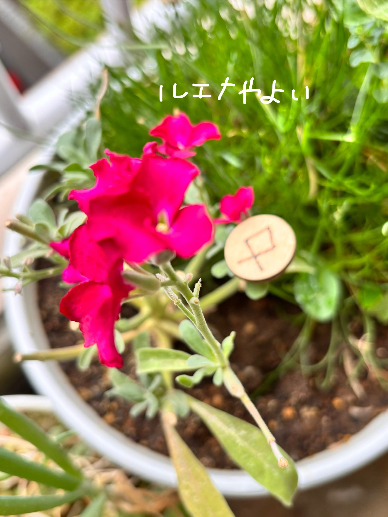 6月2日のルーン