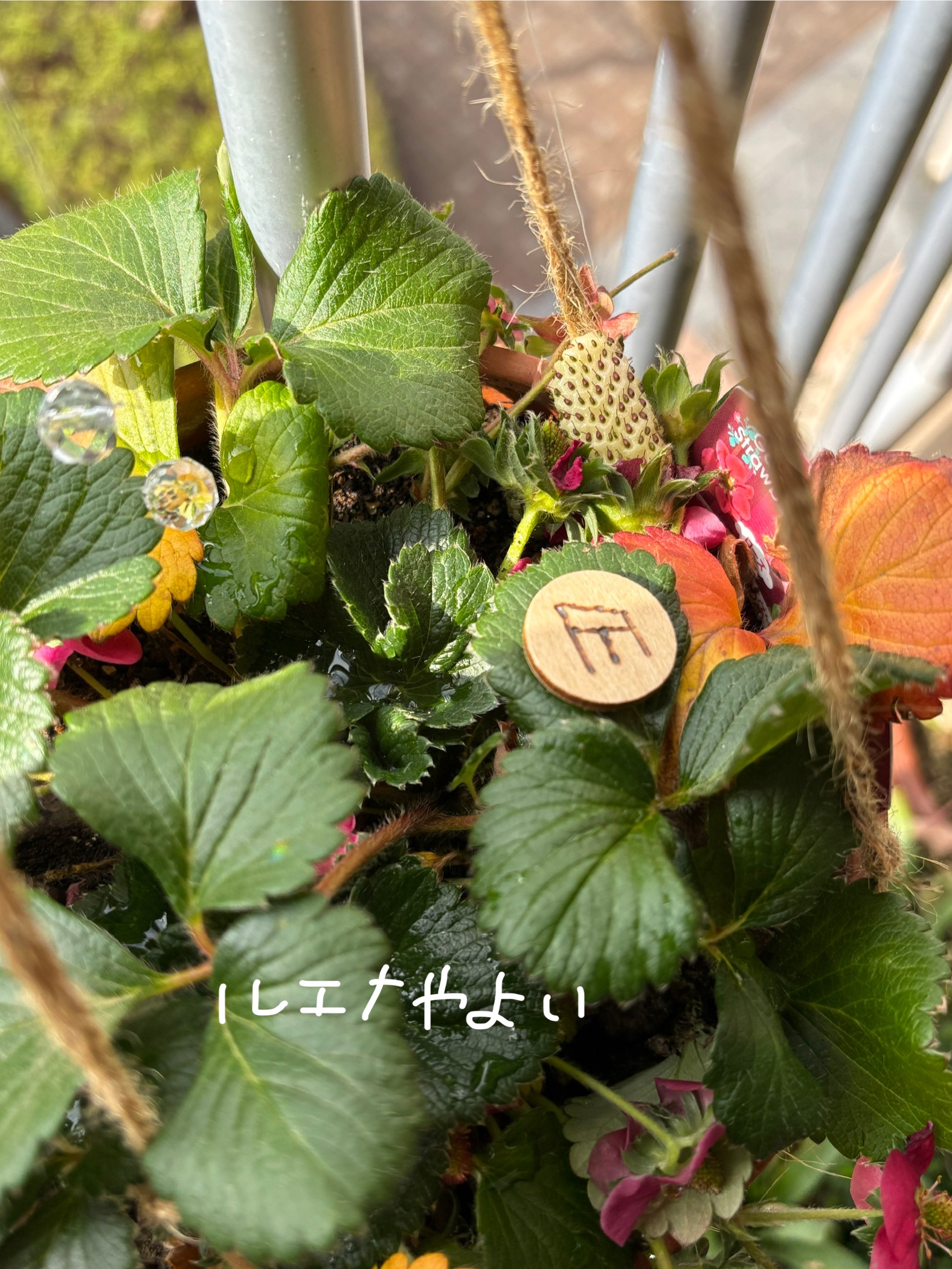 3月31日のルーン