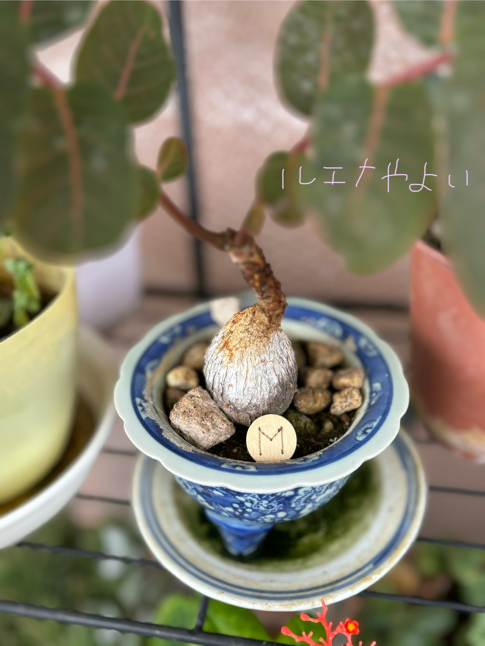 7月17日のルーン