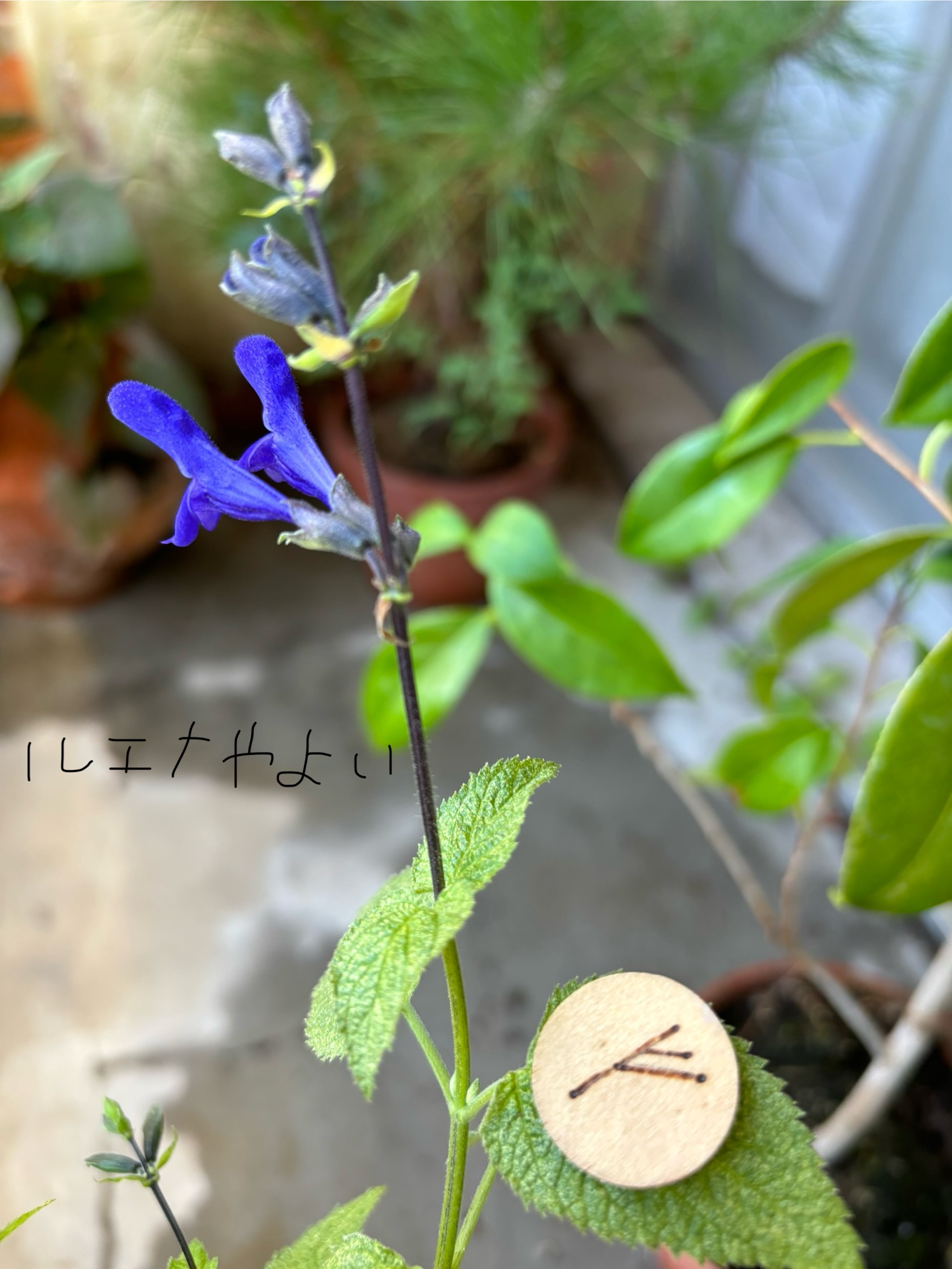 8月28日のルーン