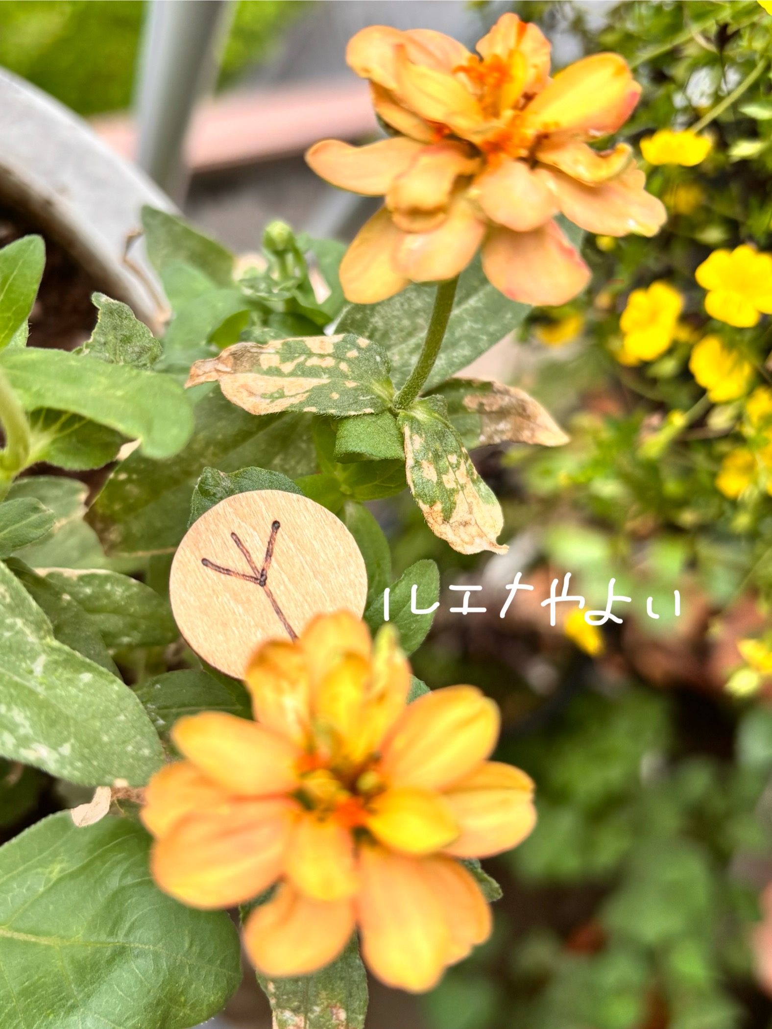 7月9日のルーン