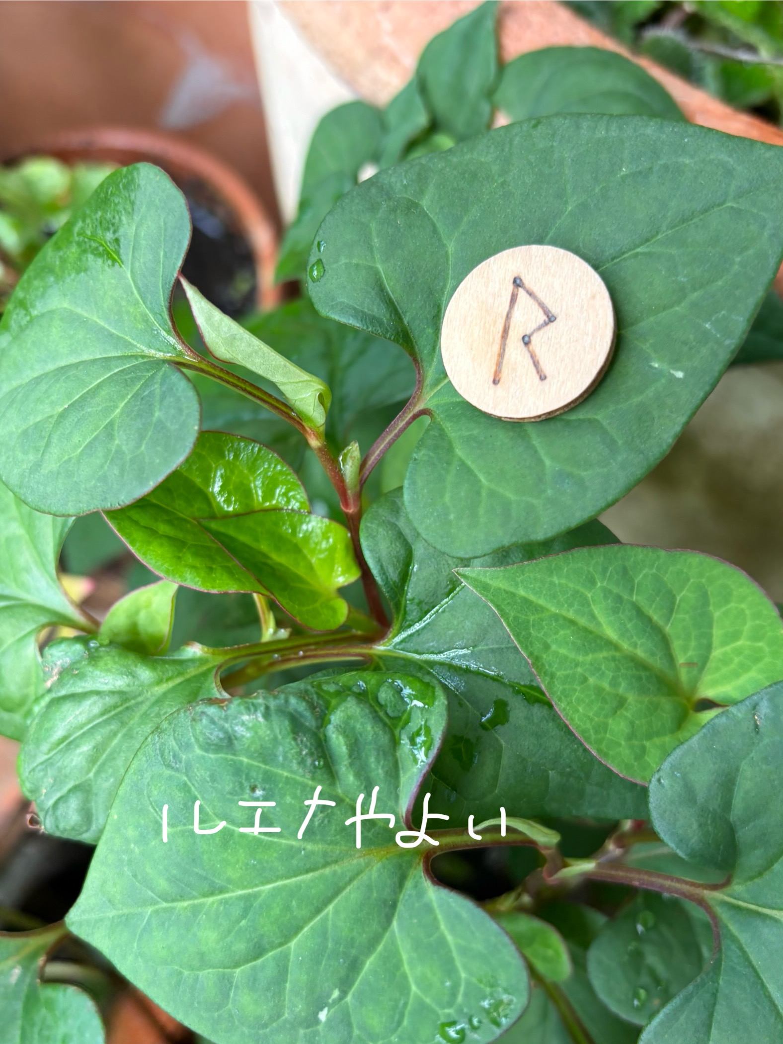 7月1日のルーン