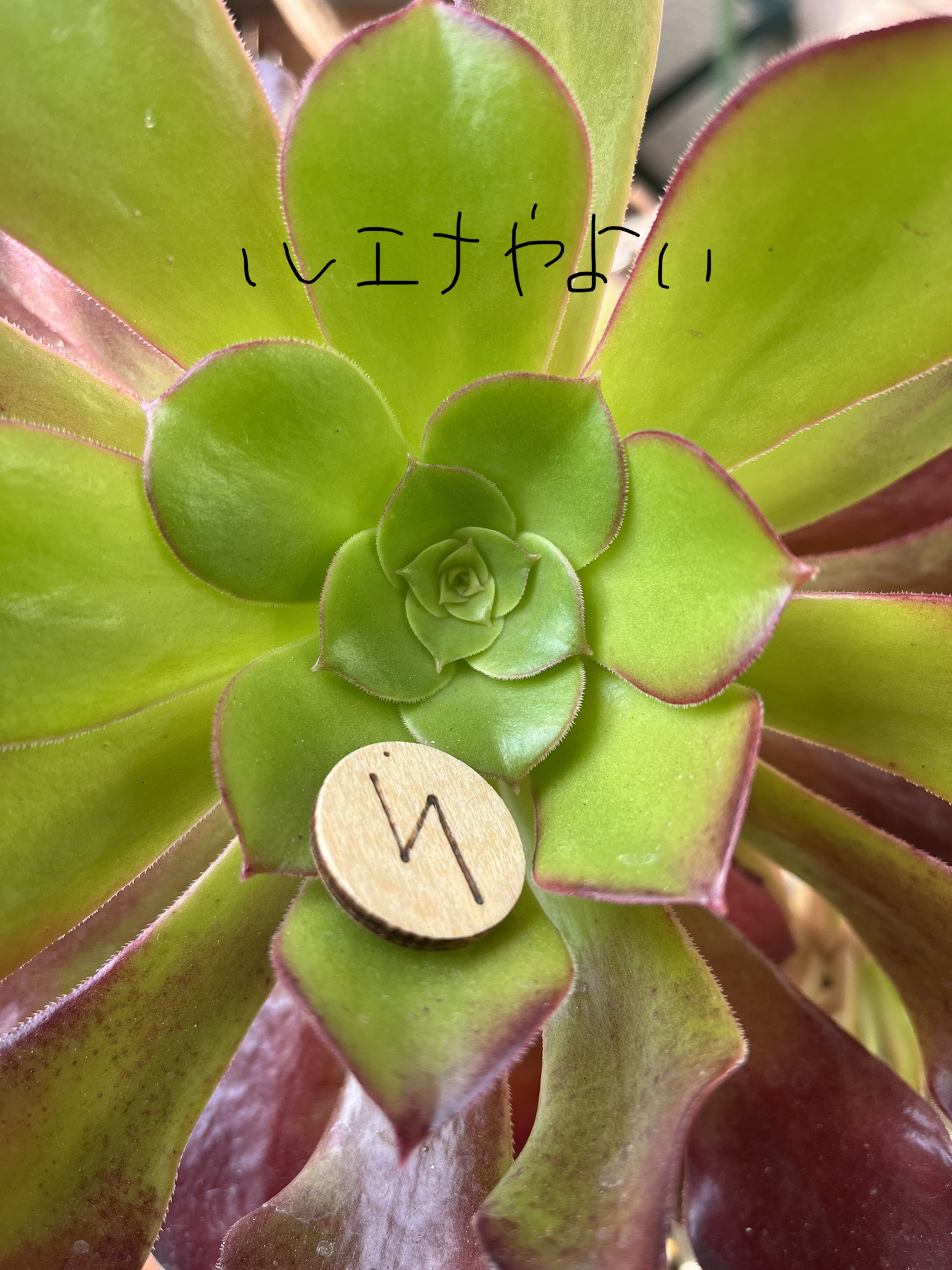 1月29日のルーン
