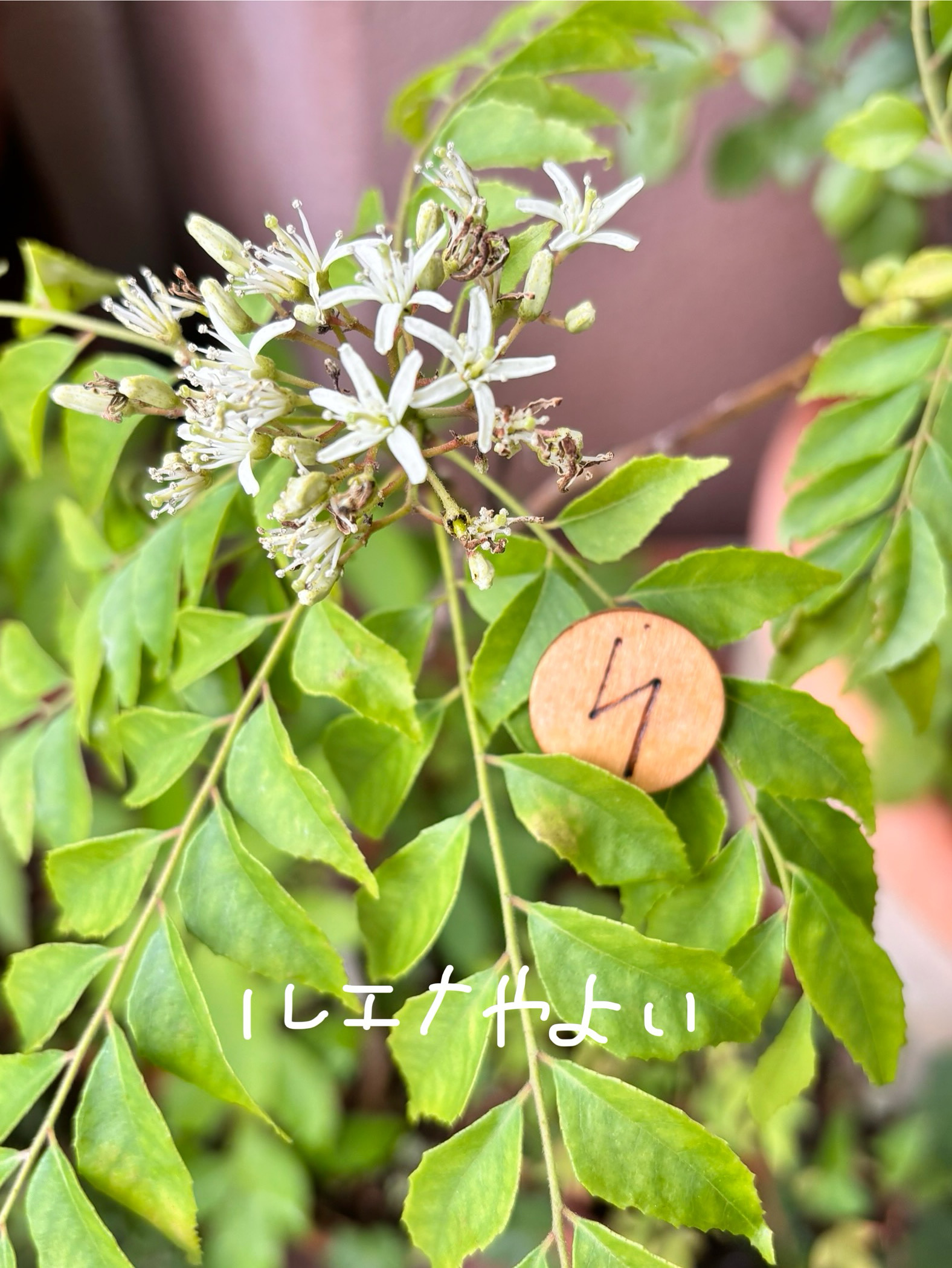 6月10日のルーン