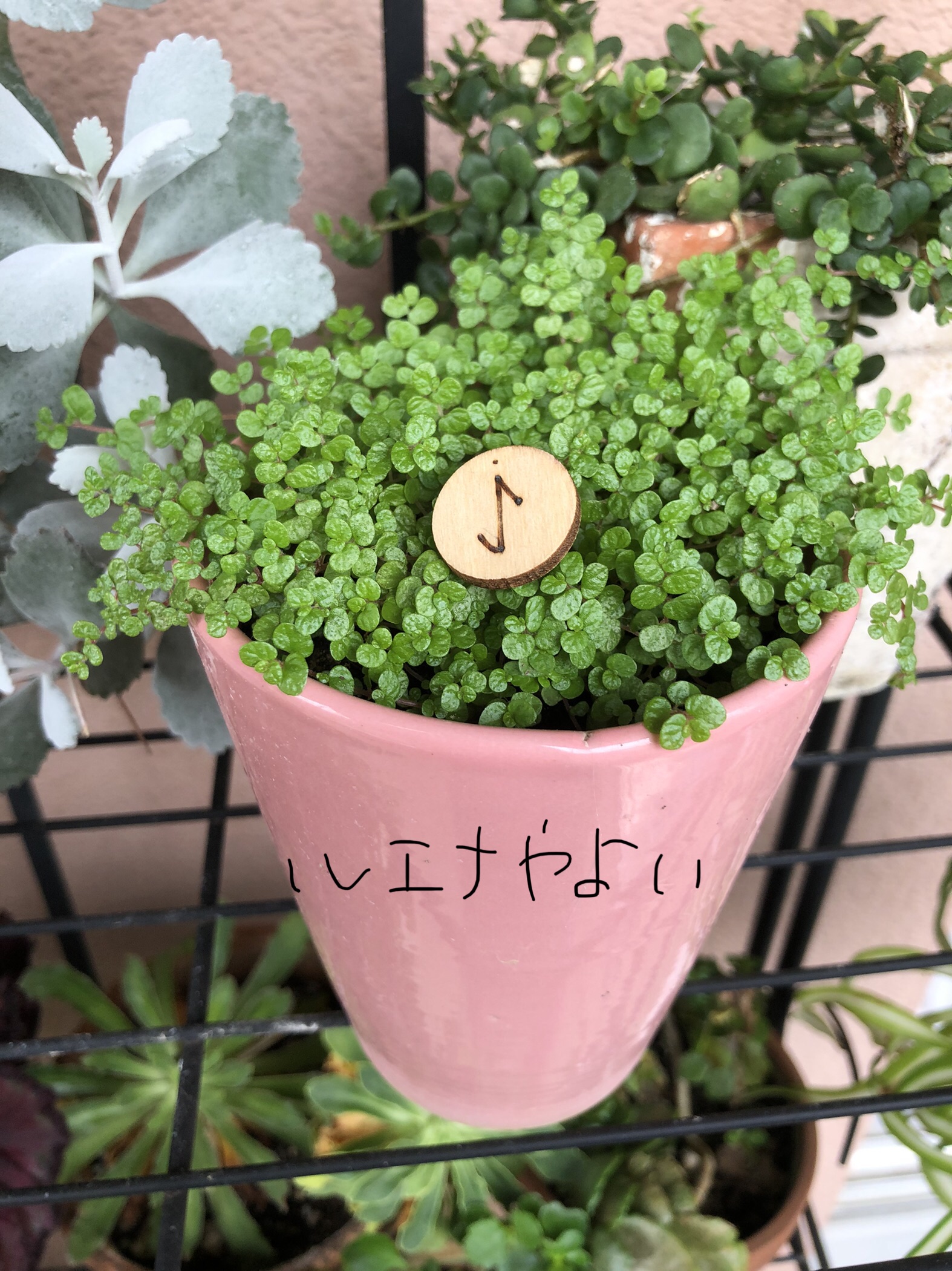 7月2日のルーン
