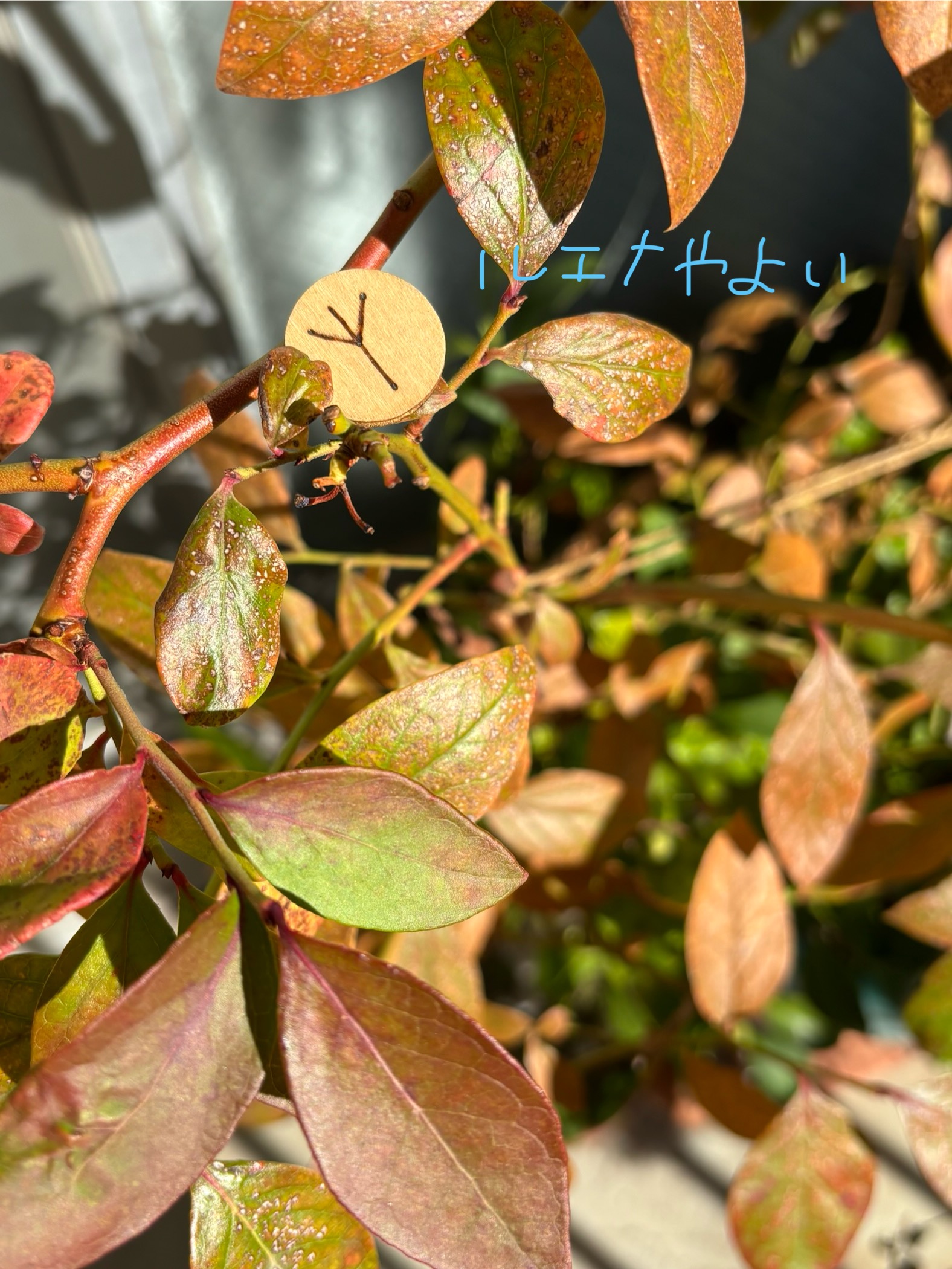 11月28日のルーン