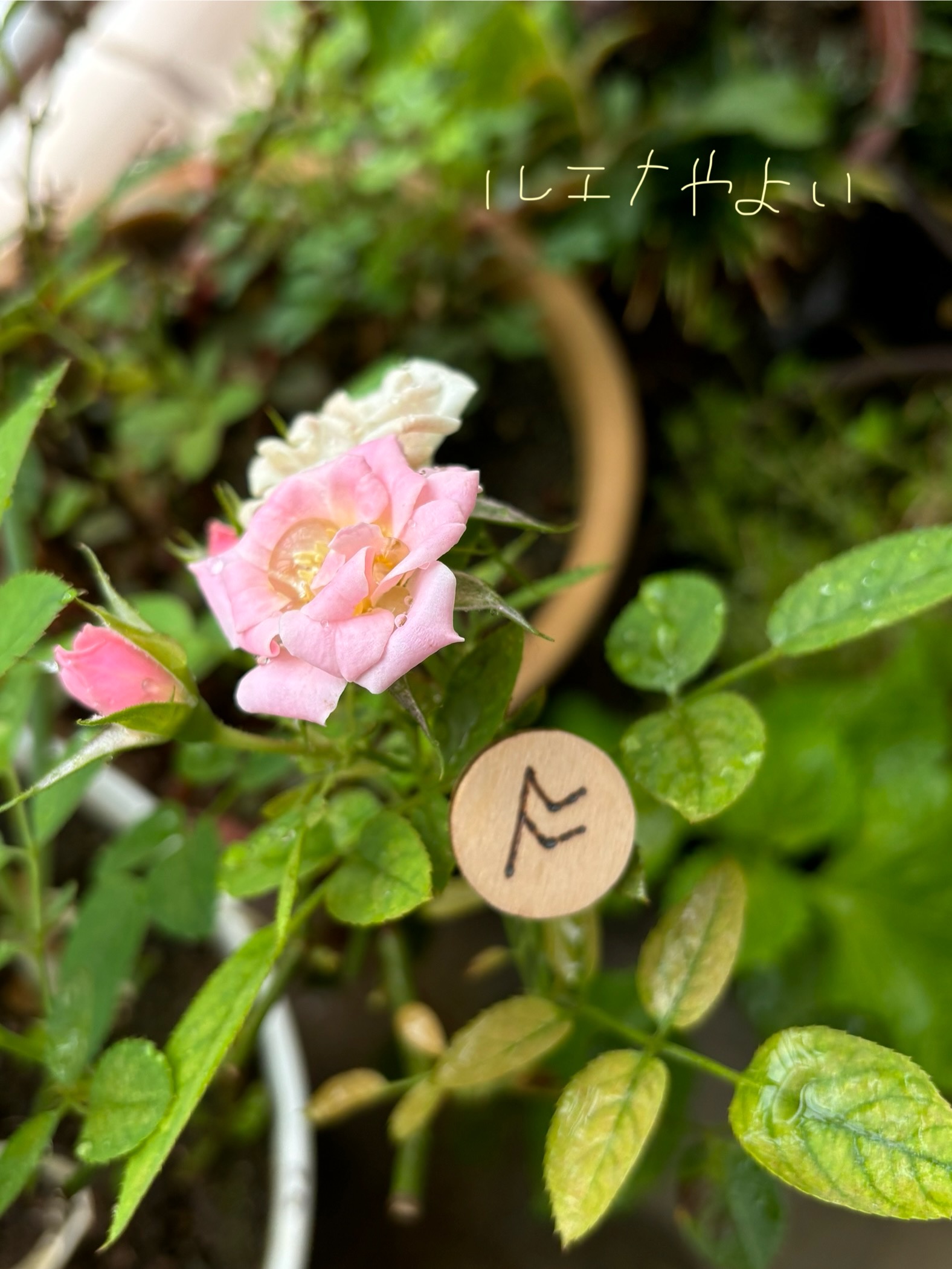 8月31日のルーン