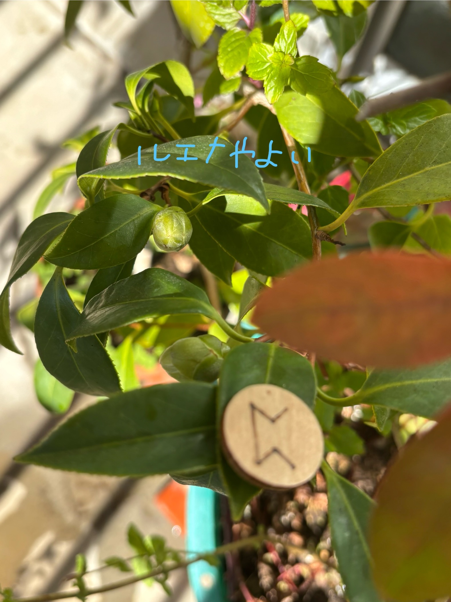 12月1日のルーン。