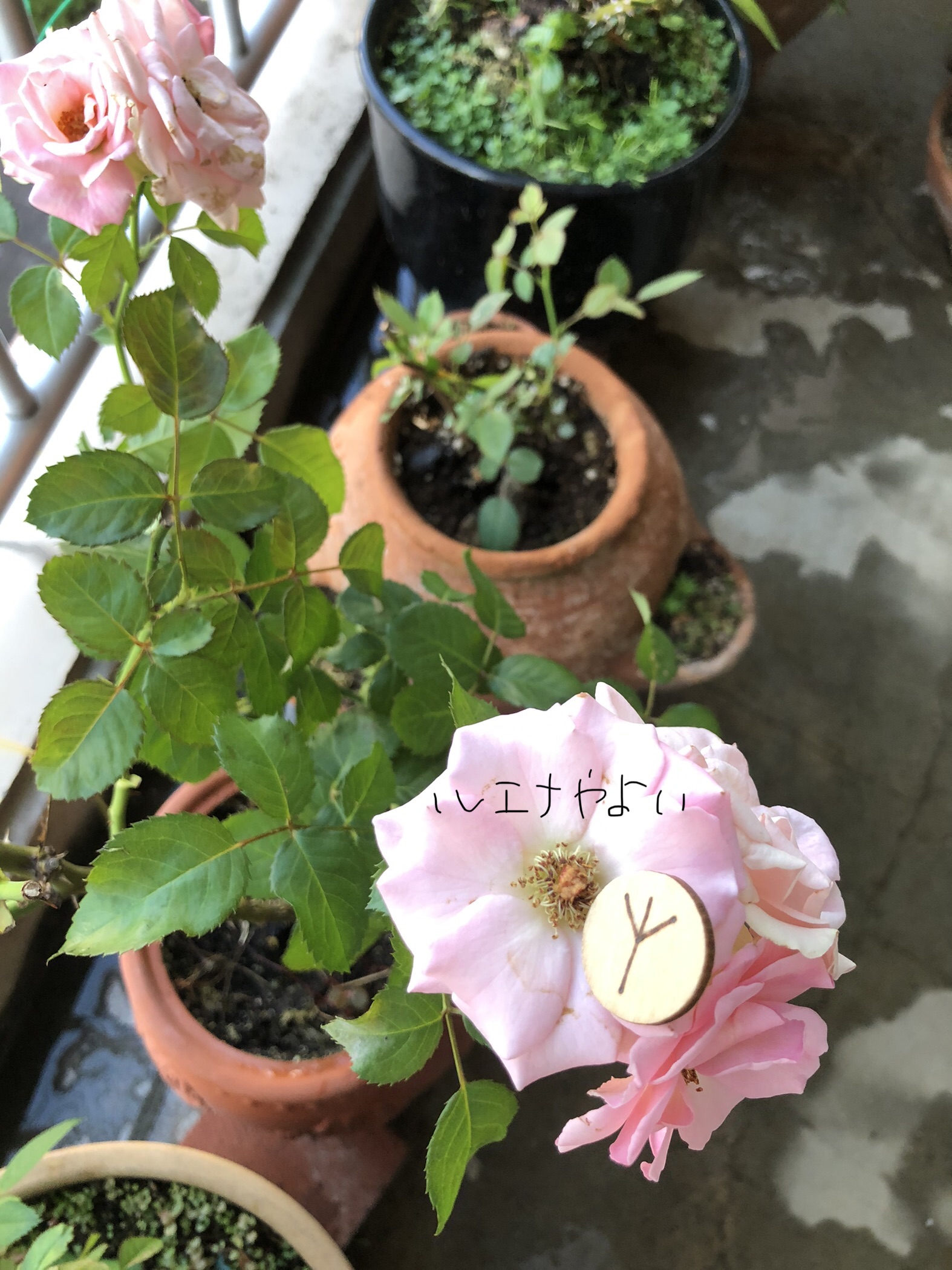 8月12日のルーン
