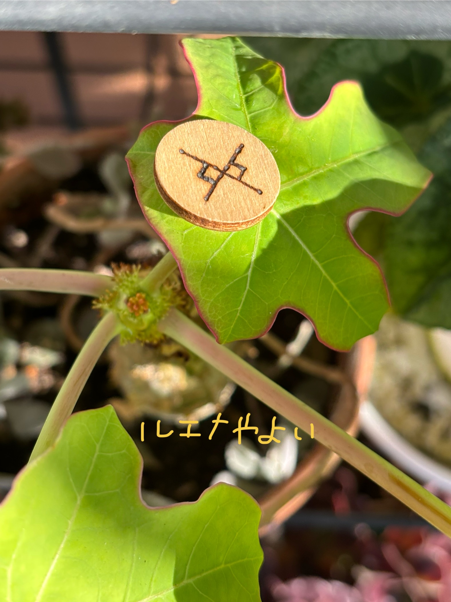 11月5日のルーン