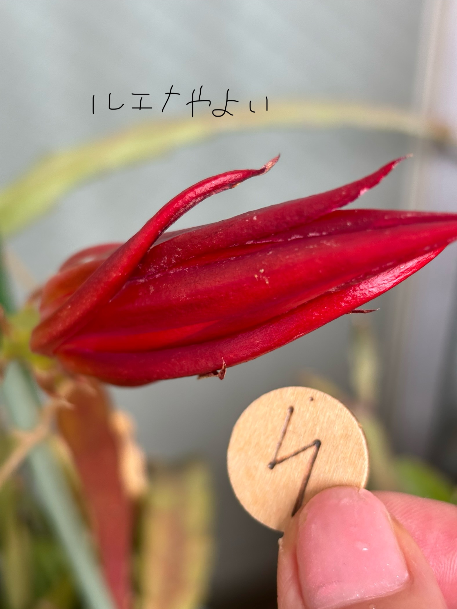 6月18日のルーン