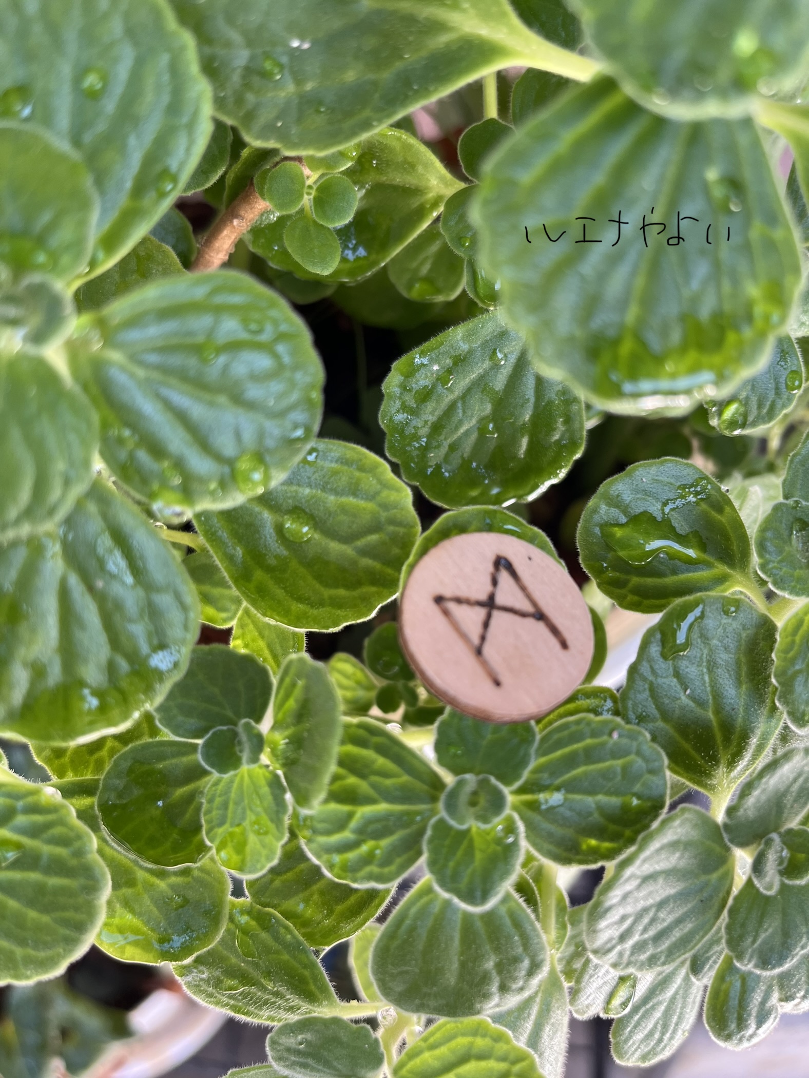 9月1日のルーン。