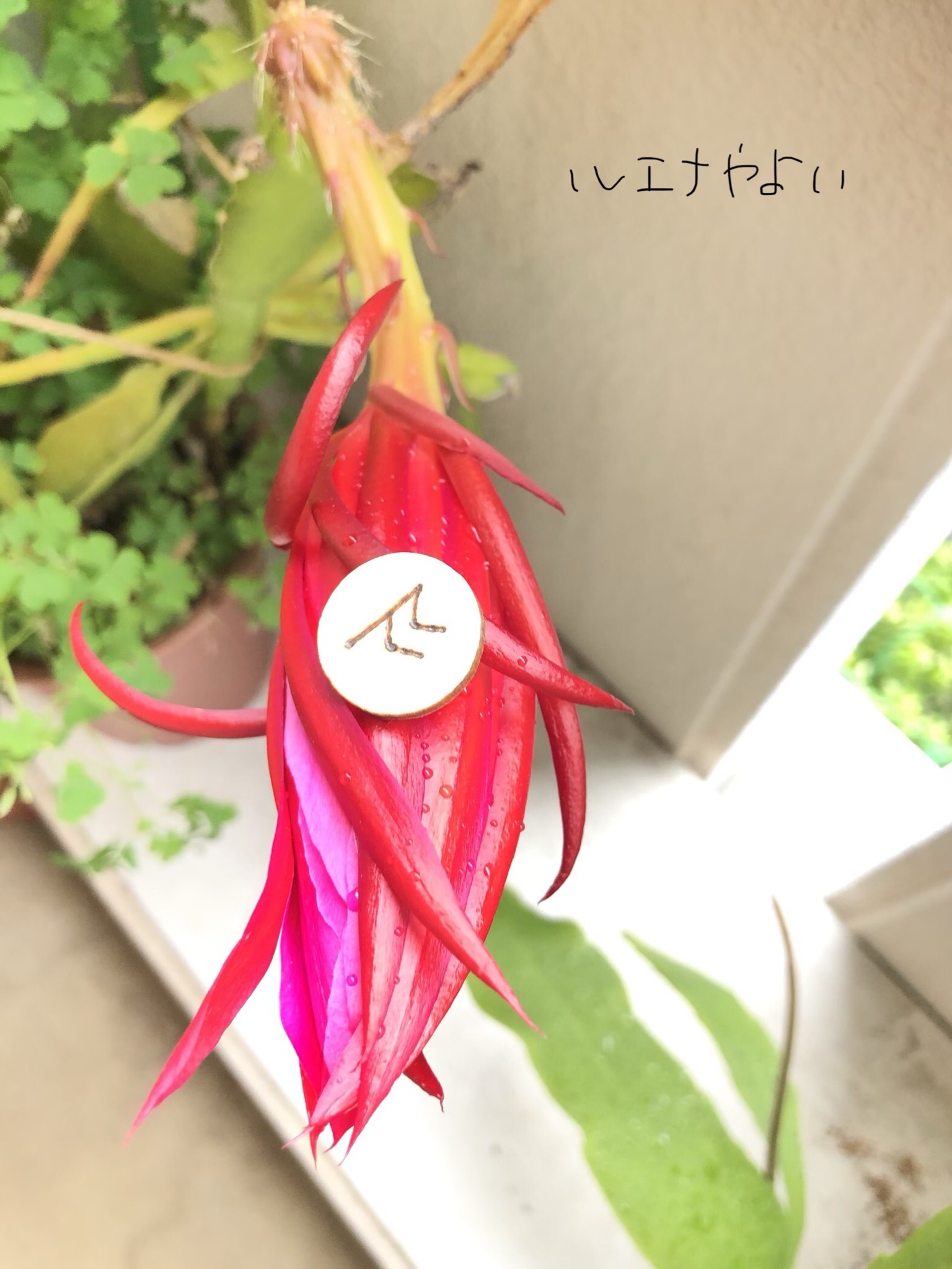 6月13日のルーン