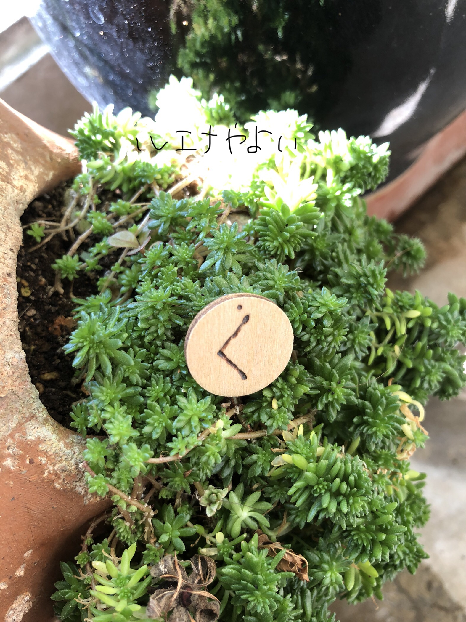 11月27日のルーン