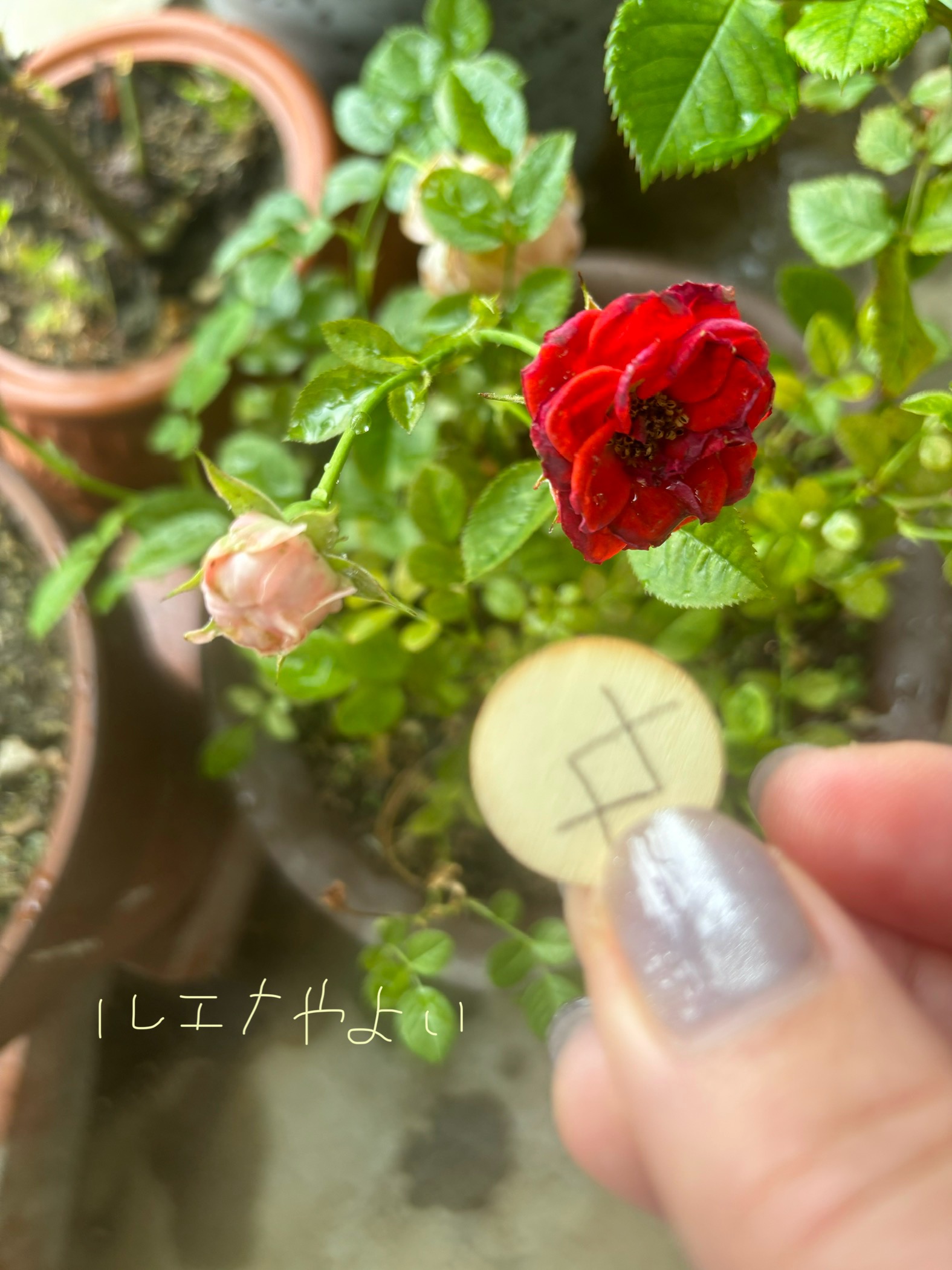 5月29日のルーン