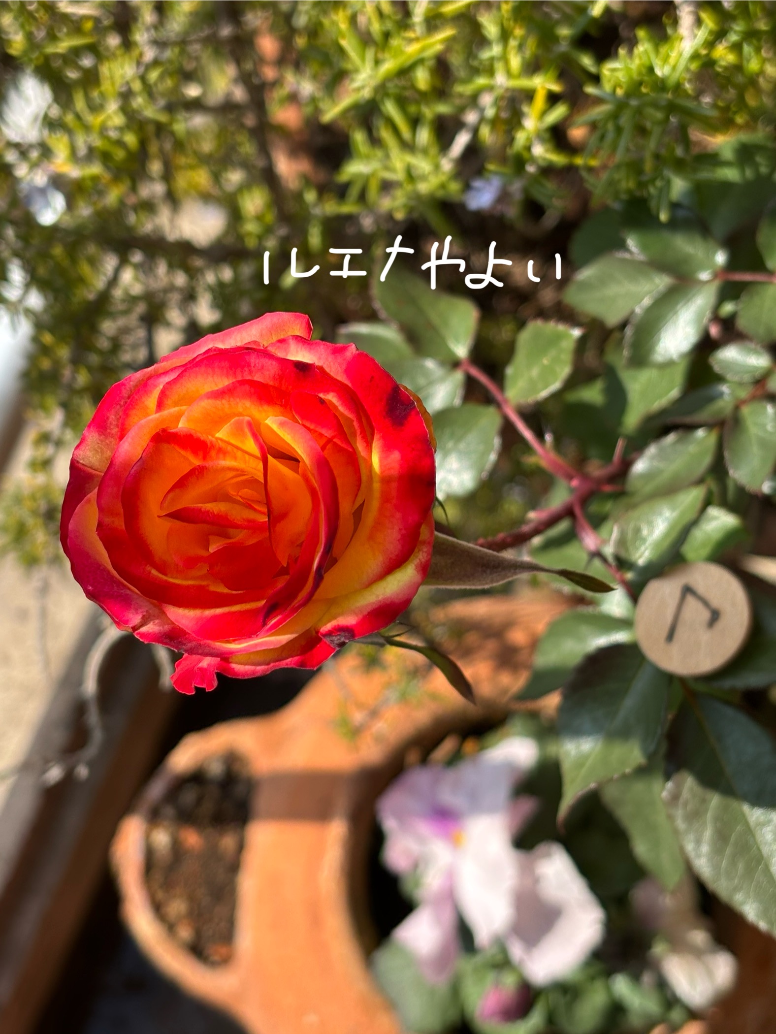 2月19日のルーン