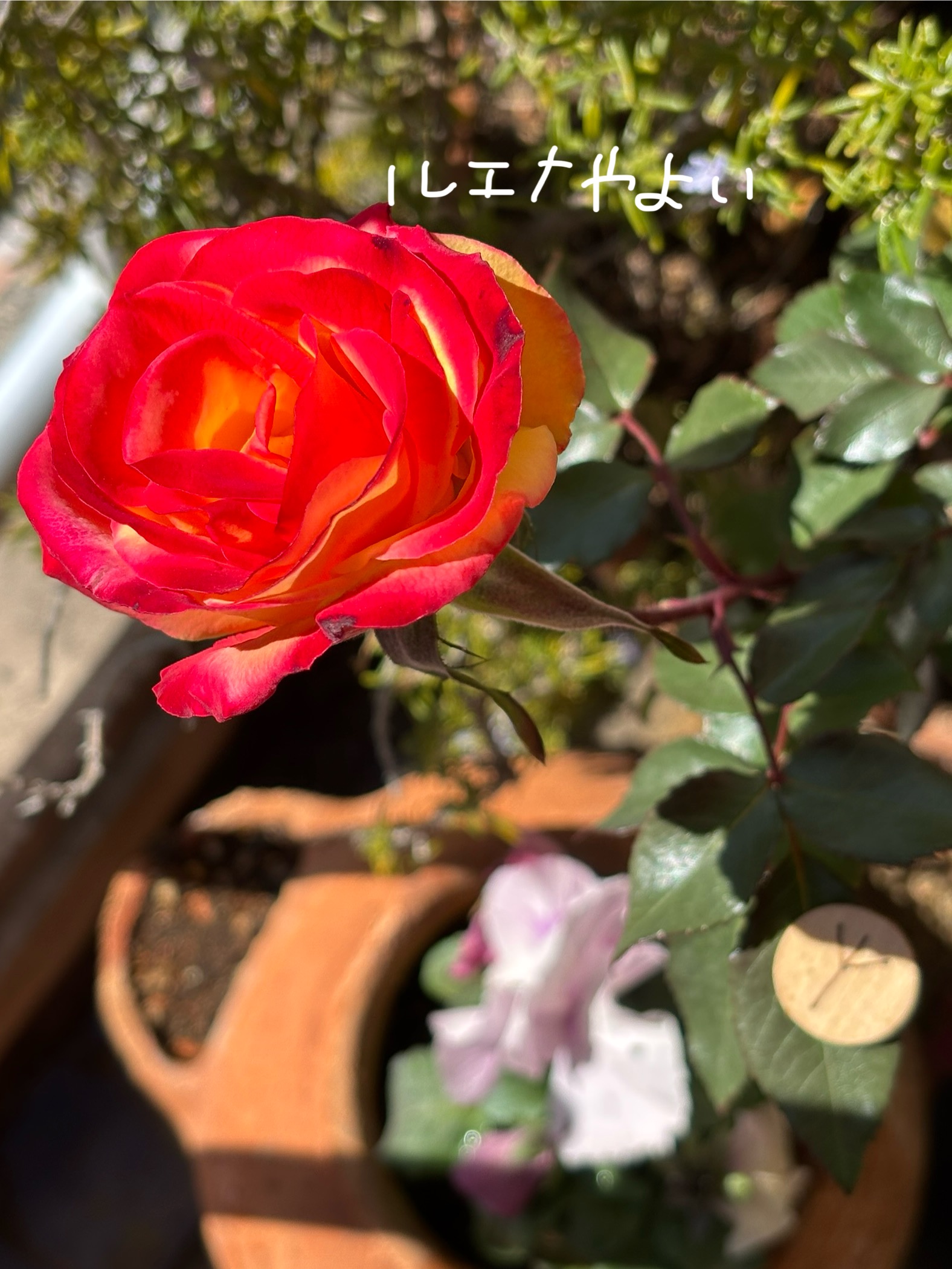 2月21日のルーン
