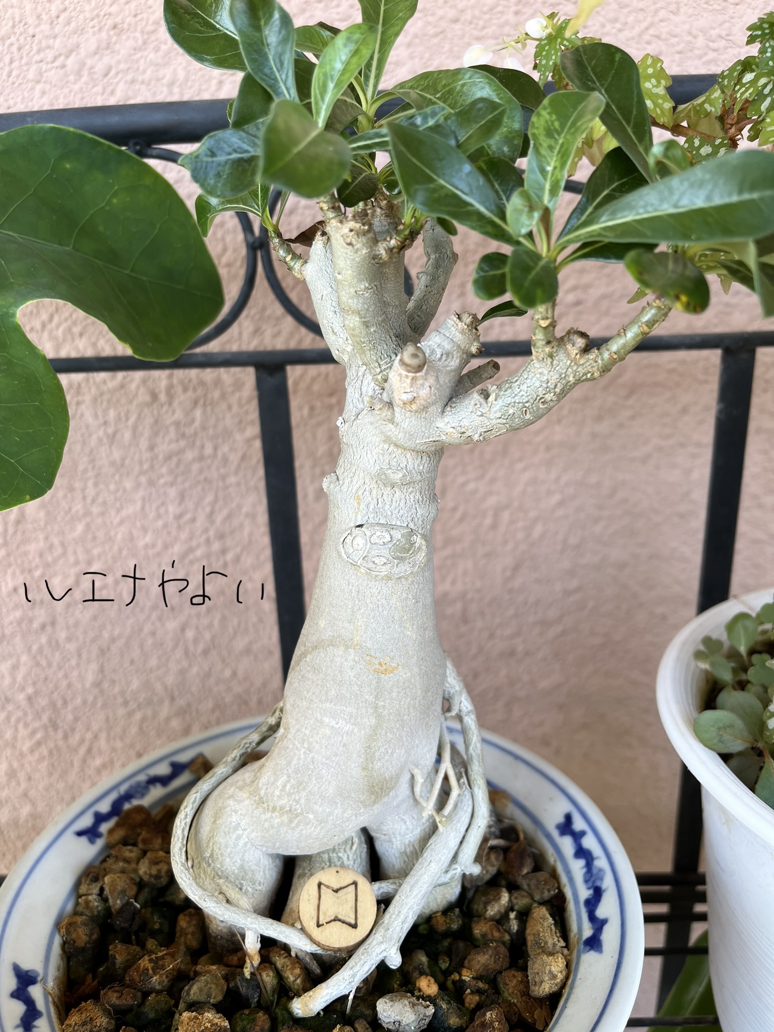 7月17日のルーン