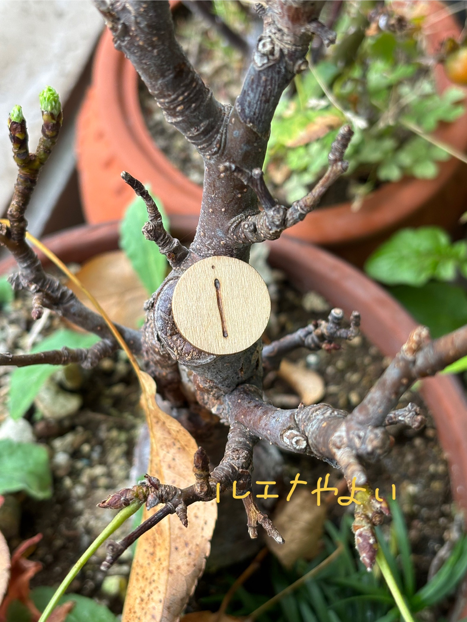 10月24日のルーン