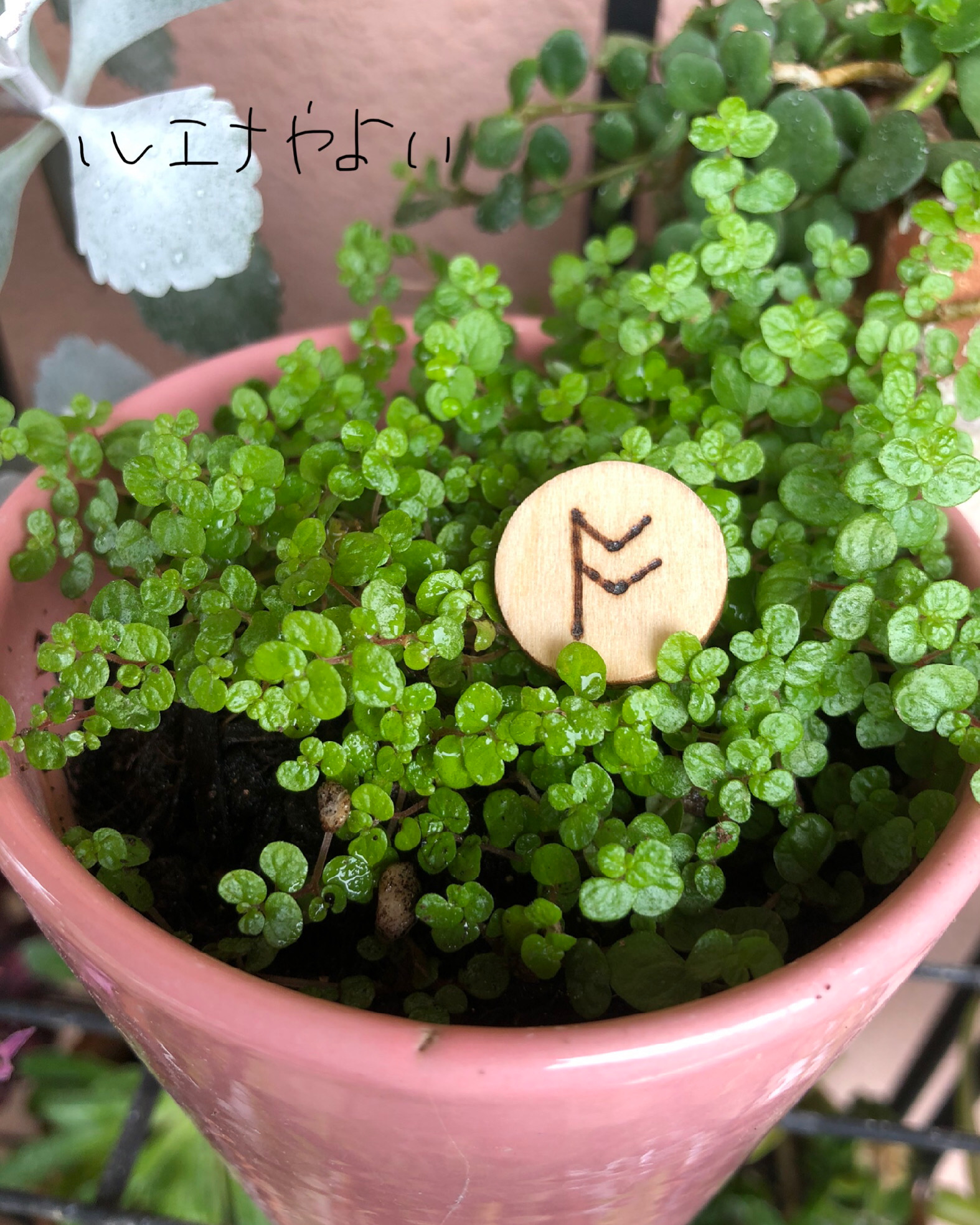 6月9日のルーン