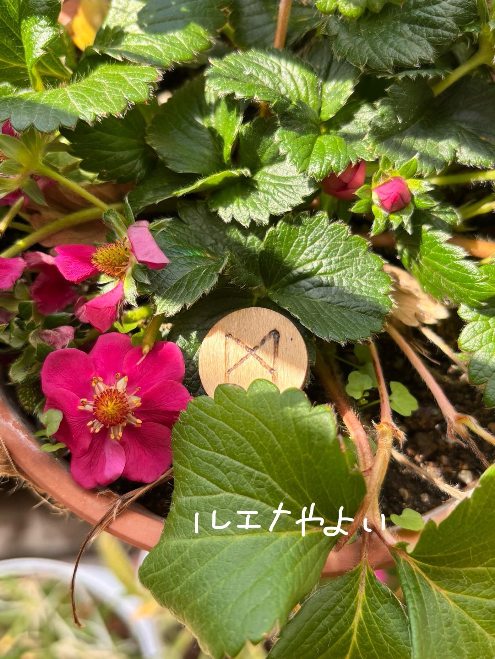 4月15日のルーン