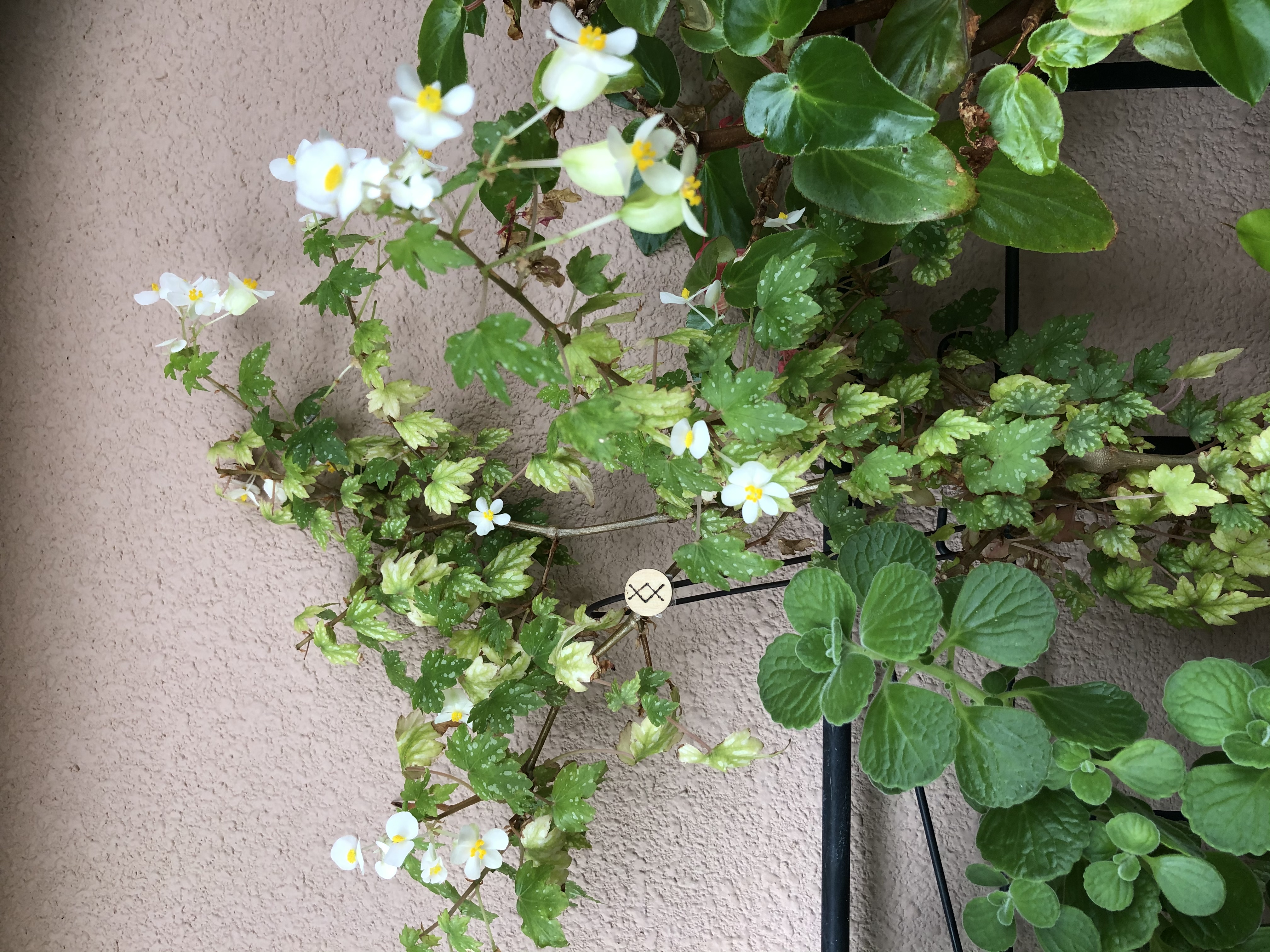 10月25日のルーン 