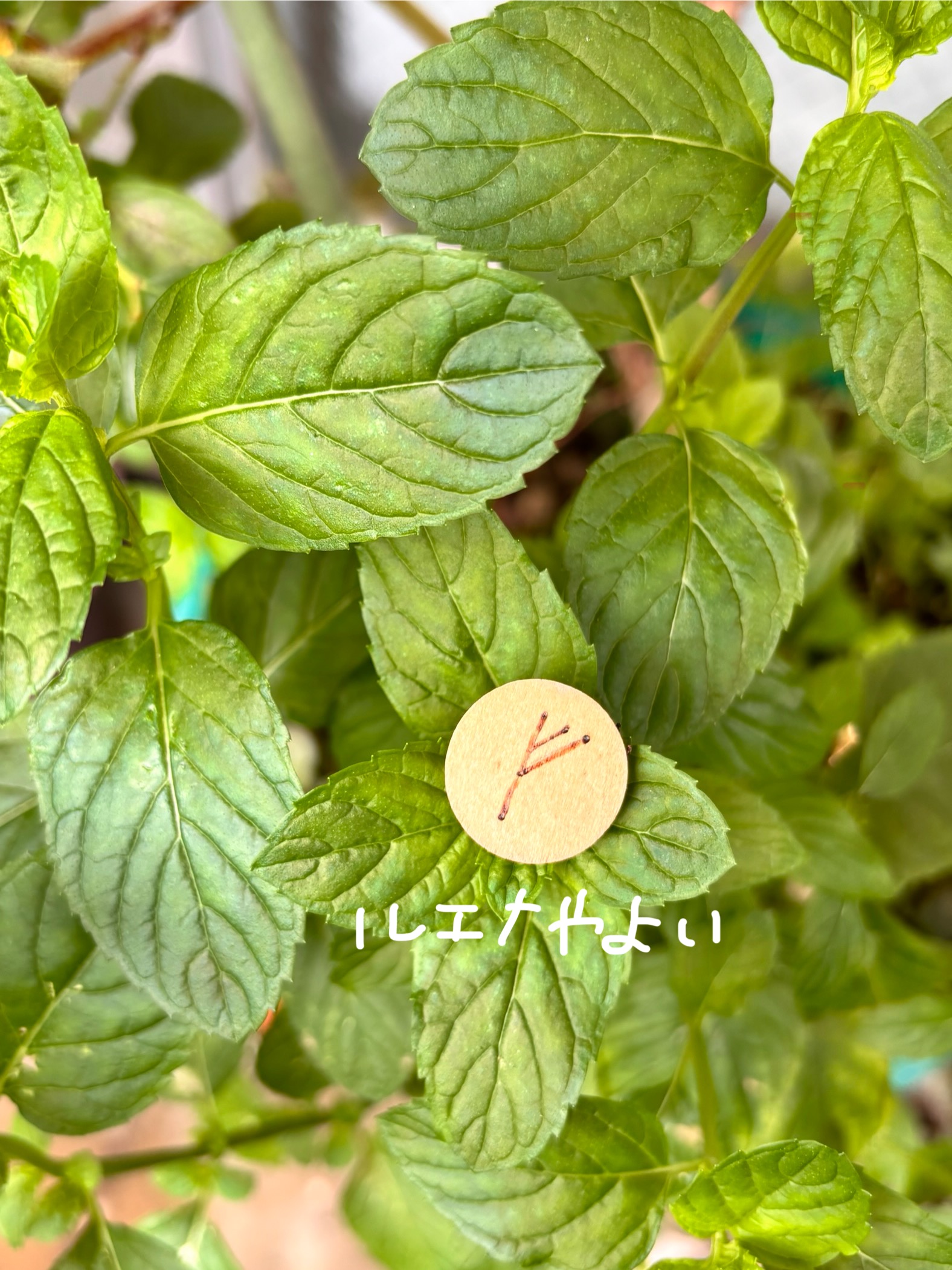 7月10日のルーン