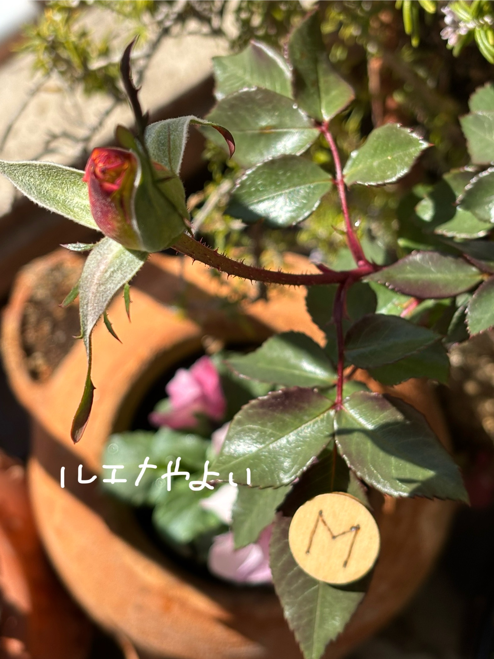 2月10日のルーン