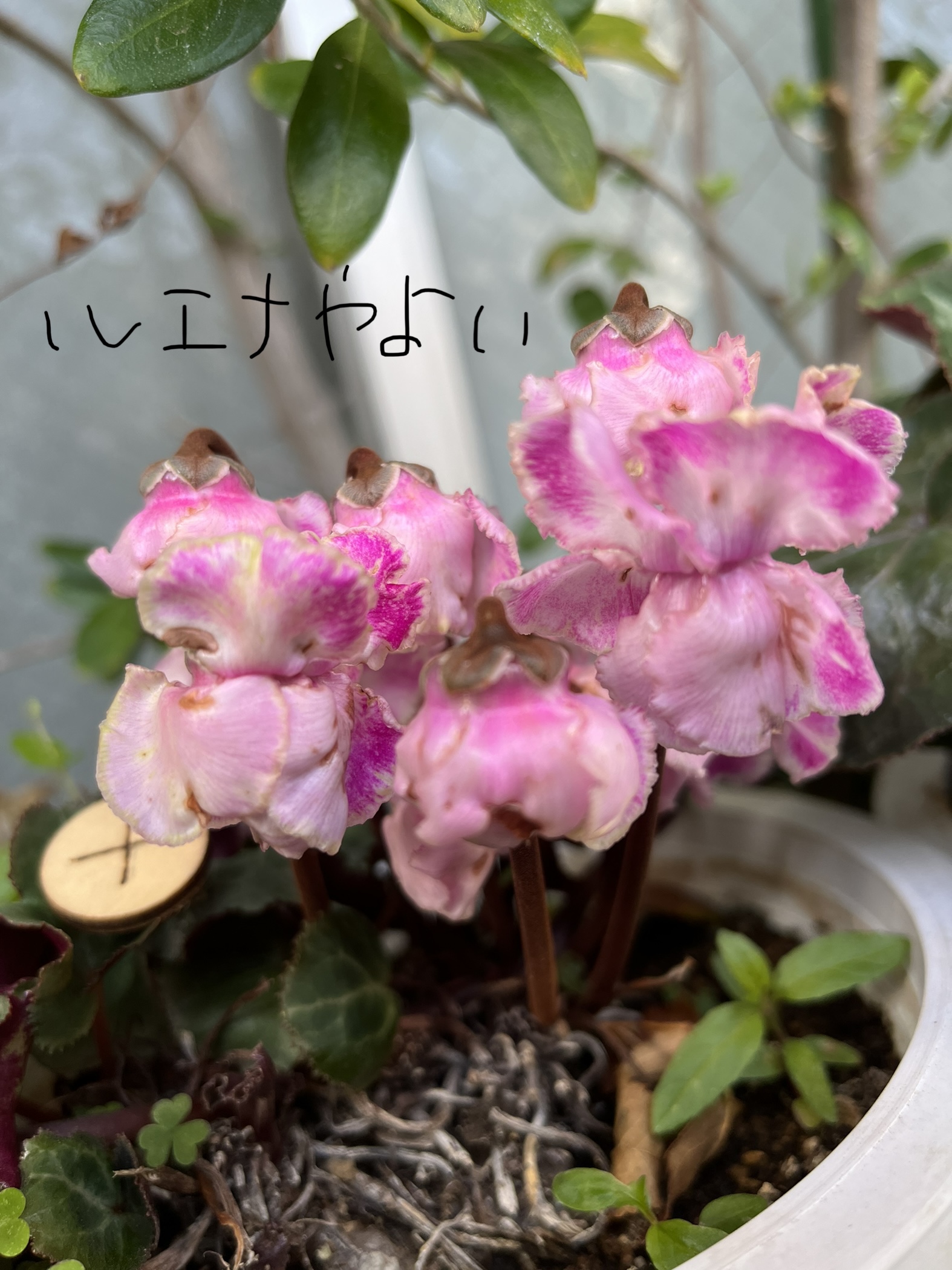 4月24日のルーン