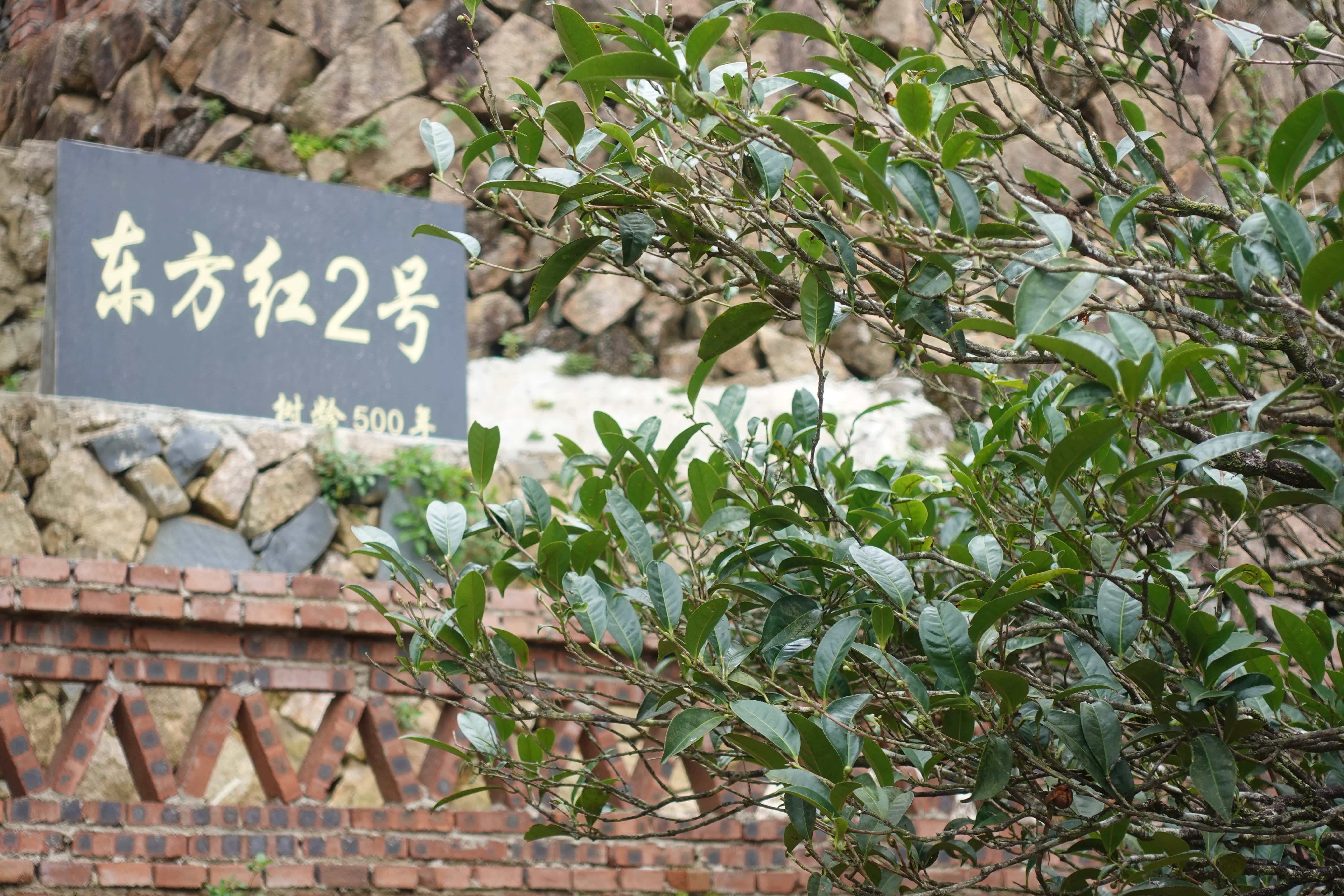 “日本の茶沼の元気玉”で、鳳凰単叢 母樹を買いに行く 〜後編〜