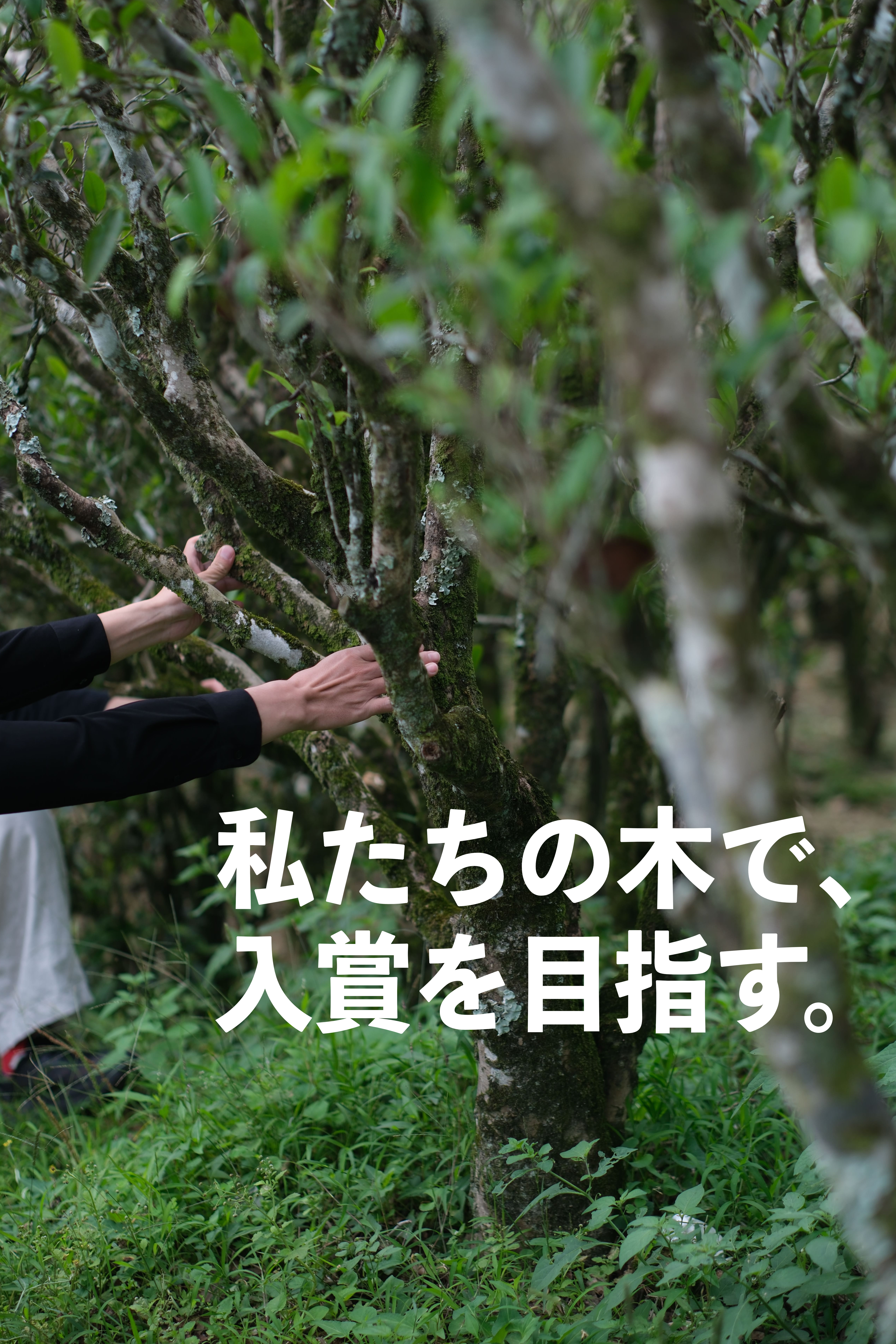 茶樓雨香の新企画|鳳凰単叢を「飲む」から「共に育てる」へ