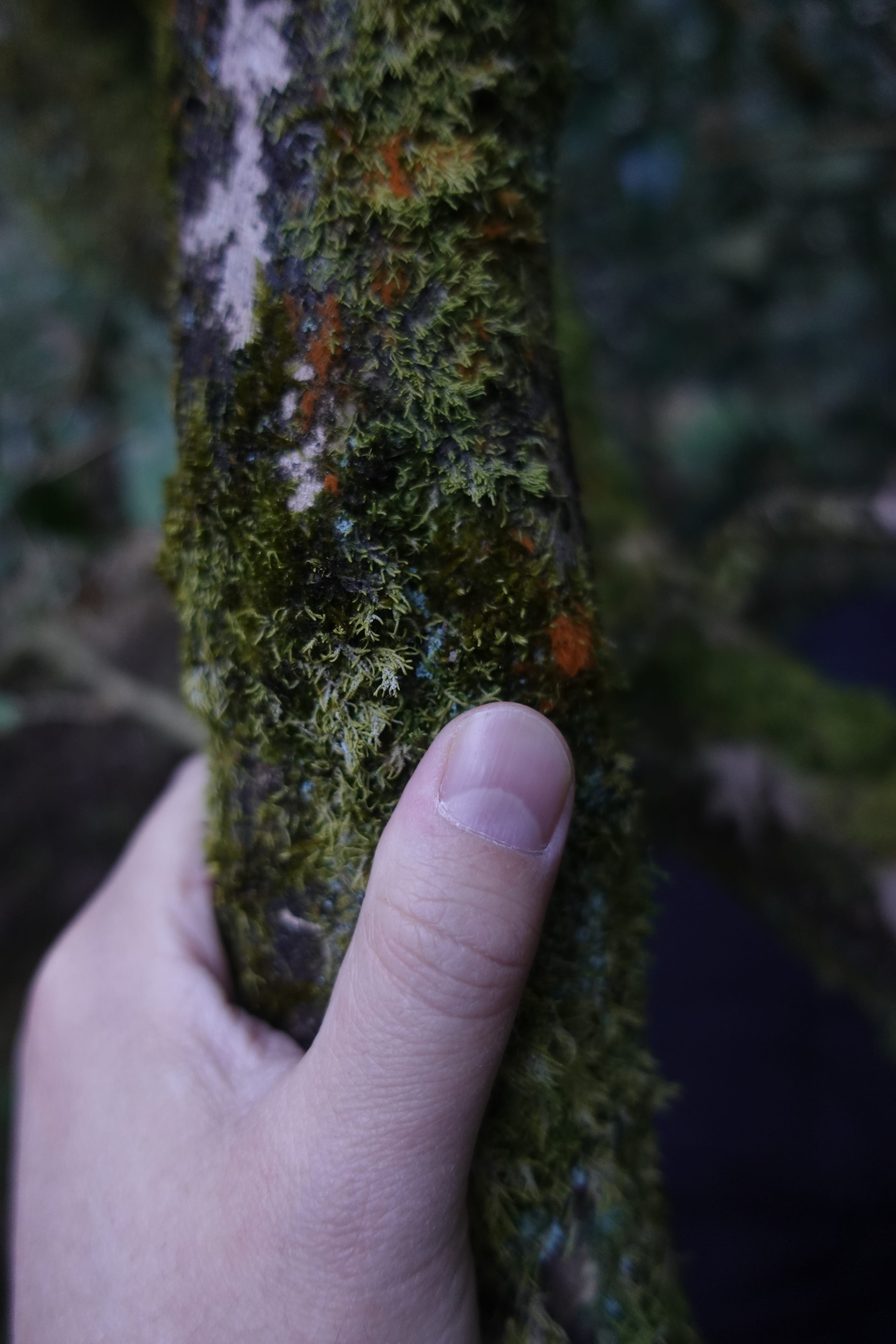 【通販&大大阪お茶会で限定販売】今さら聞けない "鳳凰単叢" の品質の違い~お家でセミナーセット