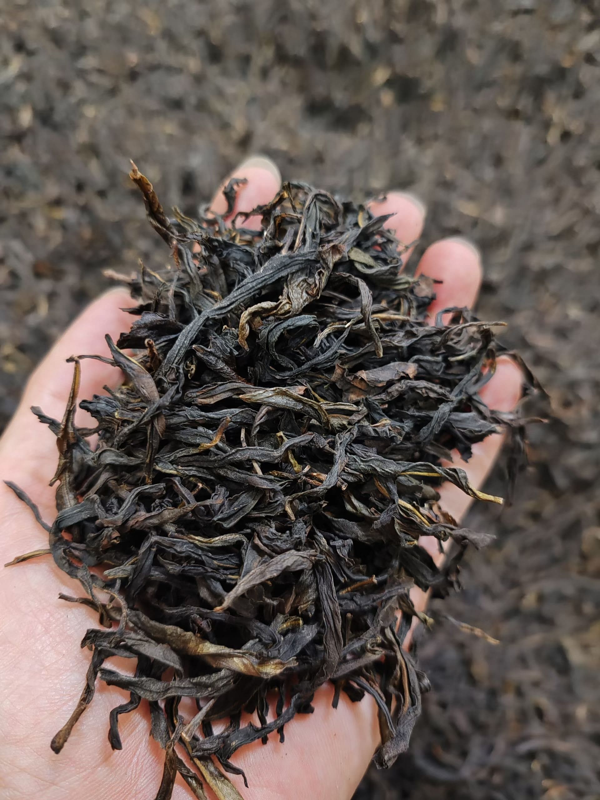 鳳凰単叢の積み茶について ‐中編‐【大容量の中足火〜足火シリーズ販売開始】