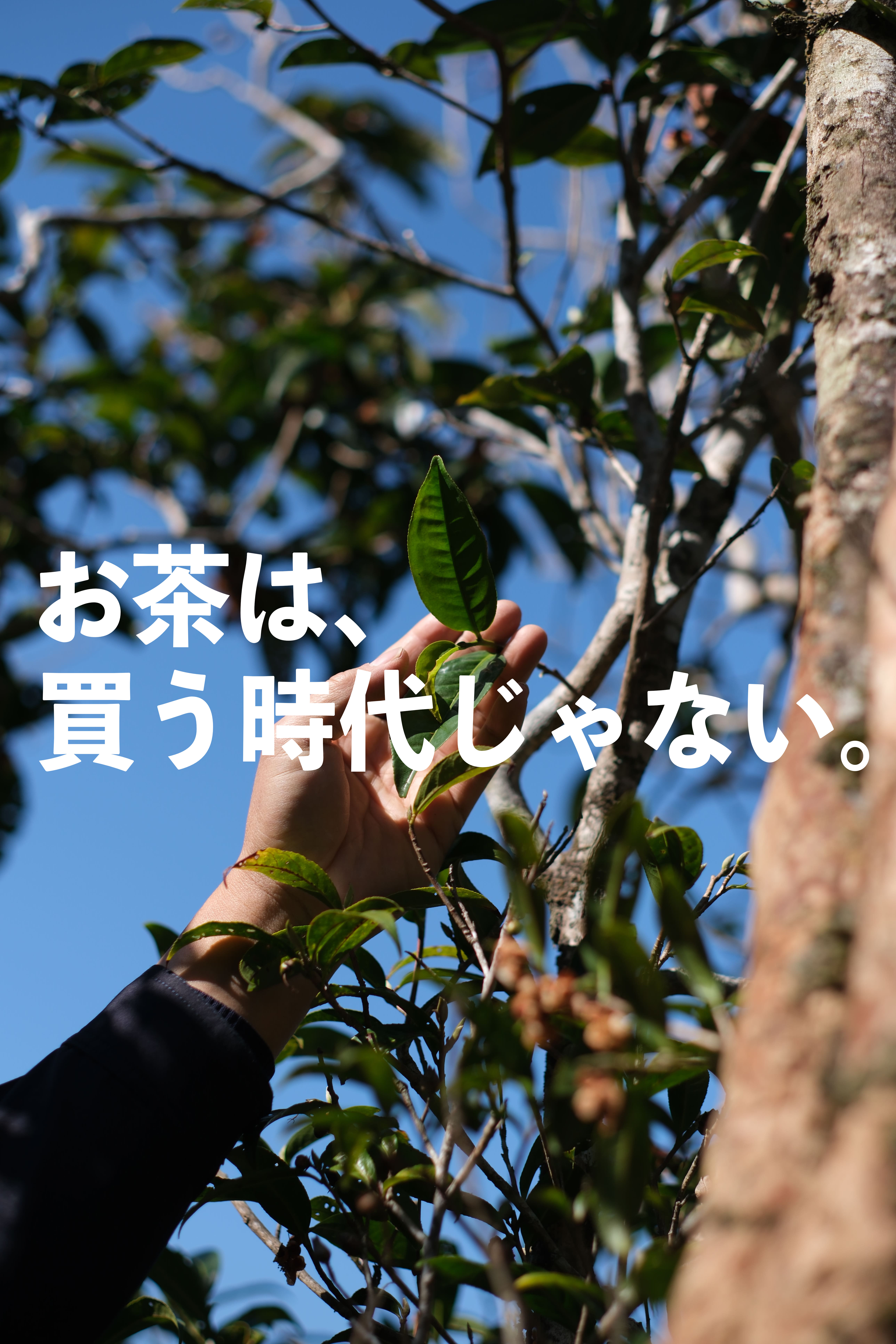 茶樓雨香が、まだ誰もやっていない「お茶の買い方」を始めます〜前編〜