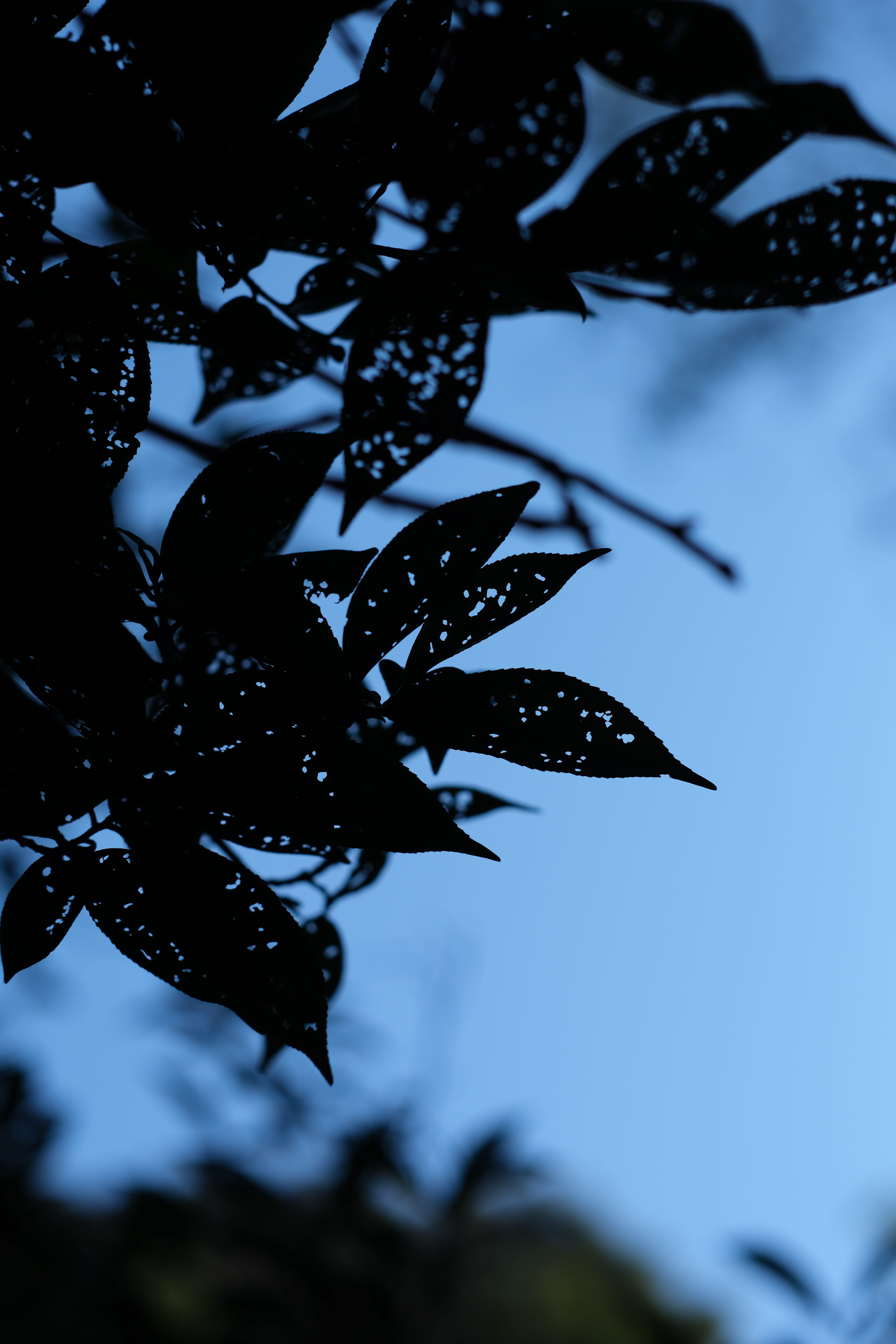 【全部新作福袋】鳳凰単叢 六雪‼️今年も入れます〜茶中香水編〜 2026年2月17日販売開始‼️