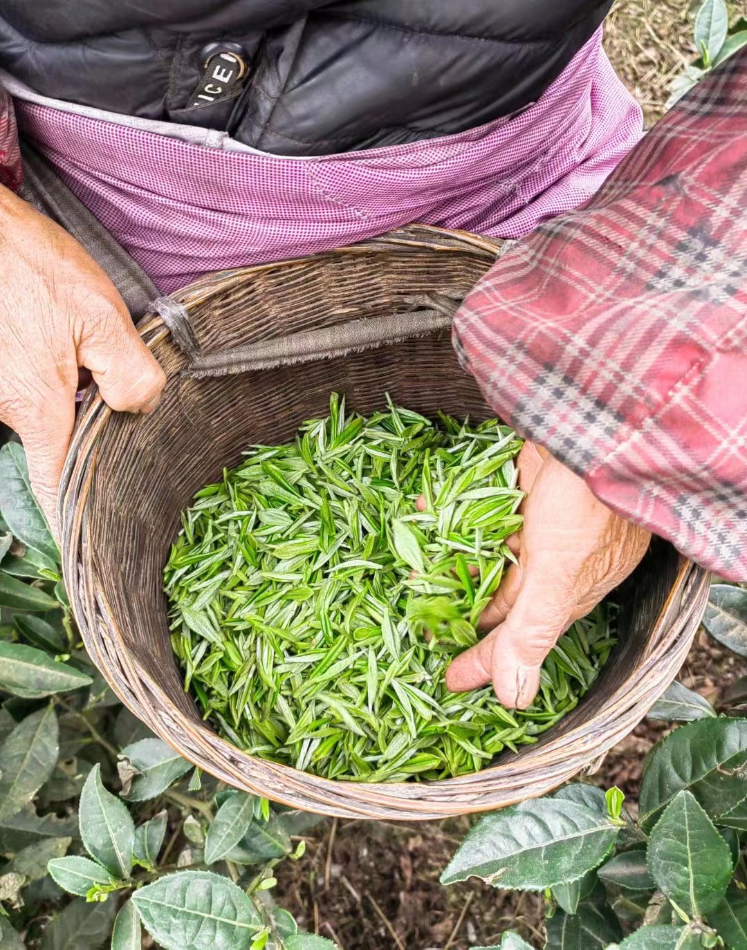 【4月28日21:00〜販売開始】中国緑茶の仕入れを今年は何故、躊躇したのか？3つの理由〜前半〜
