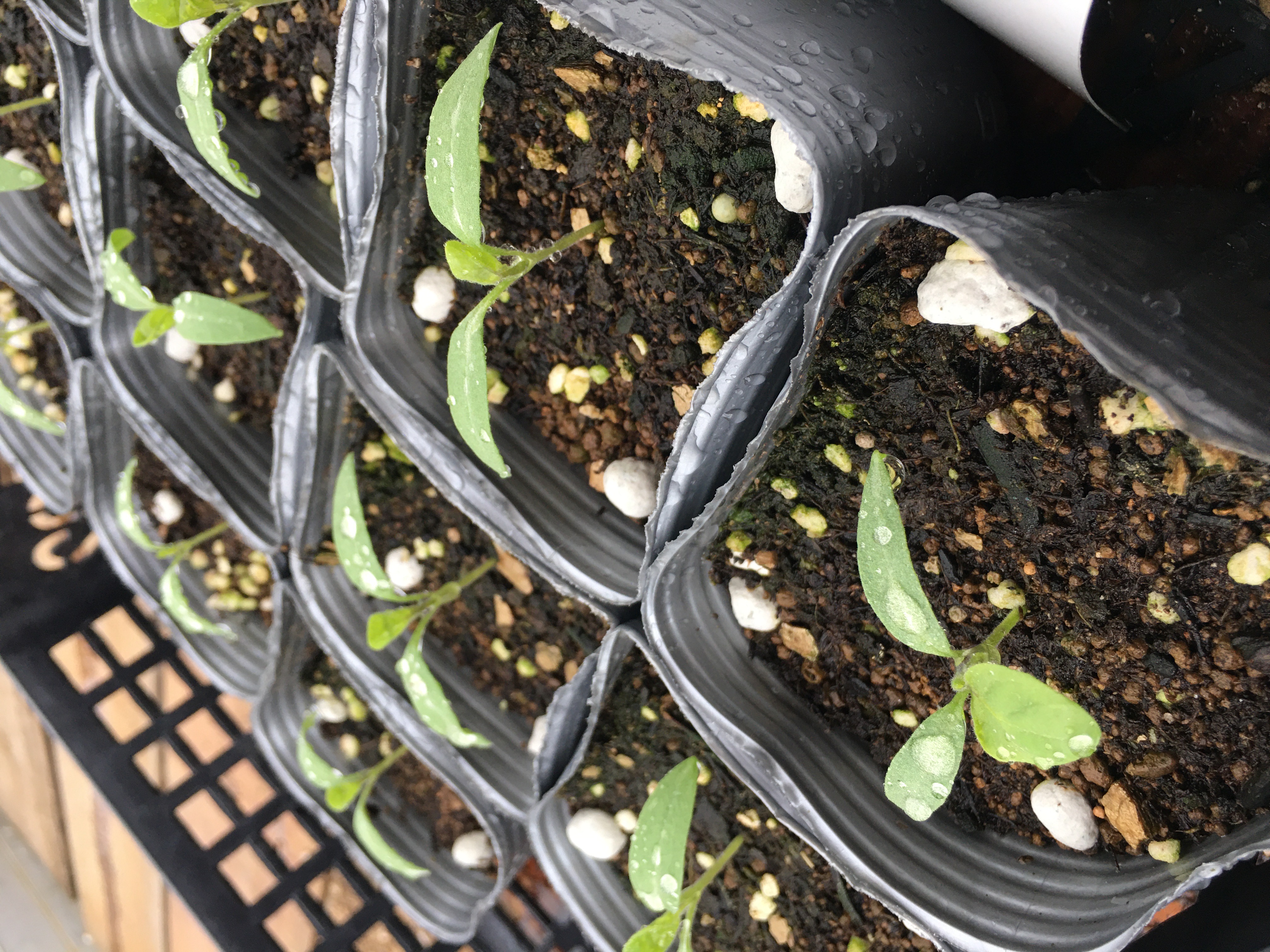 農業の神様「荒神様」