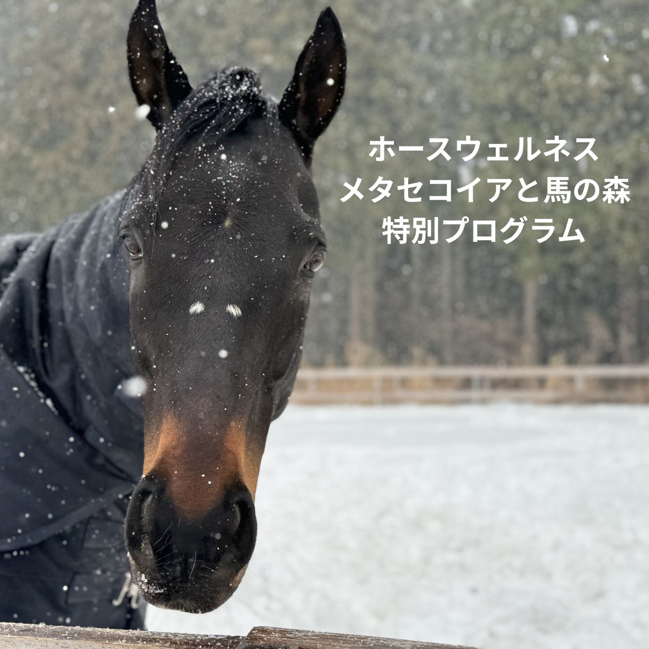 馬とともに過ごす癒しの時間「ホースウェルネス」プログラム開講です！