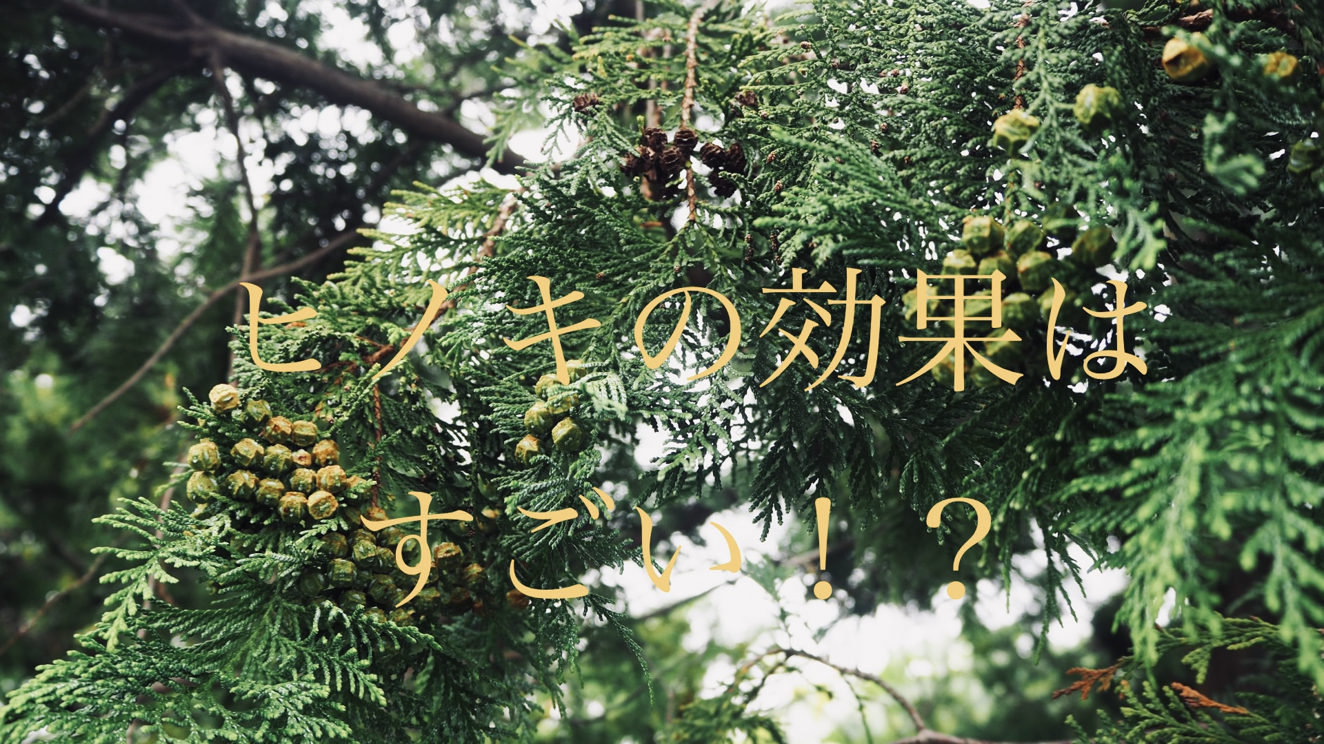 ヒノキについてのお話