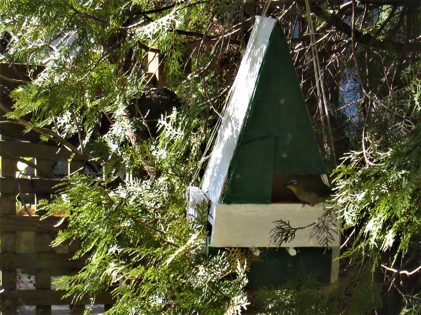 メジロのエサ箱
