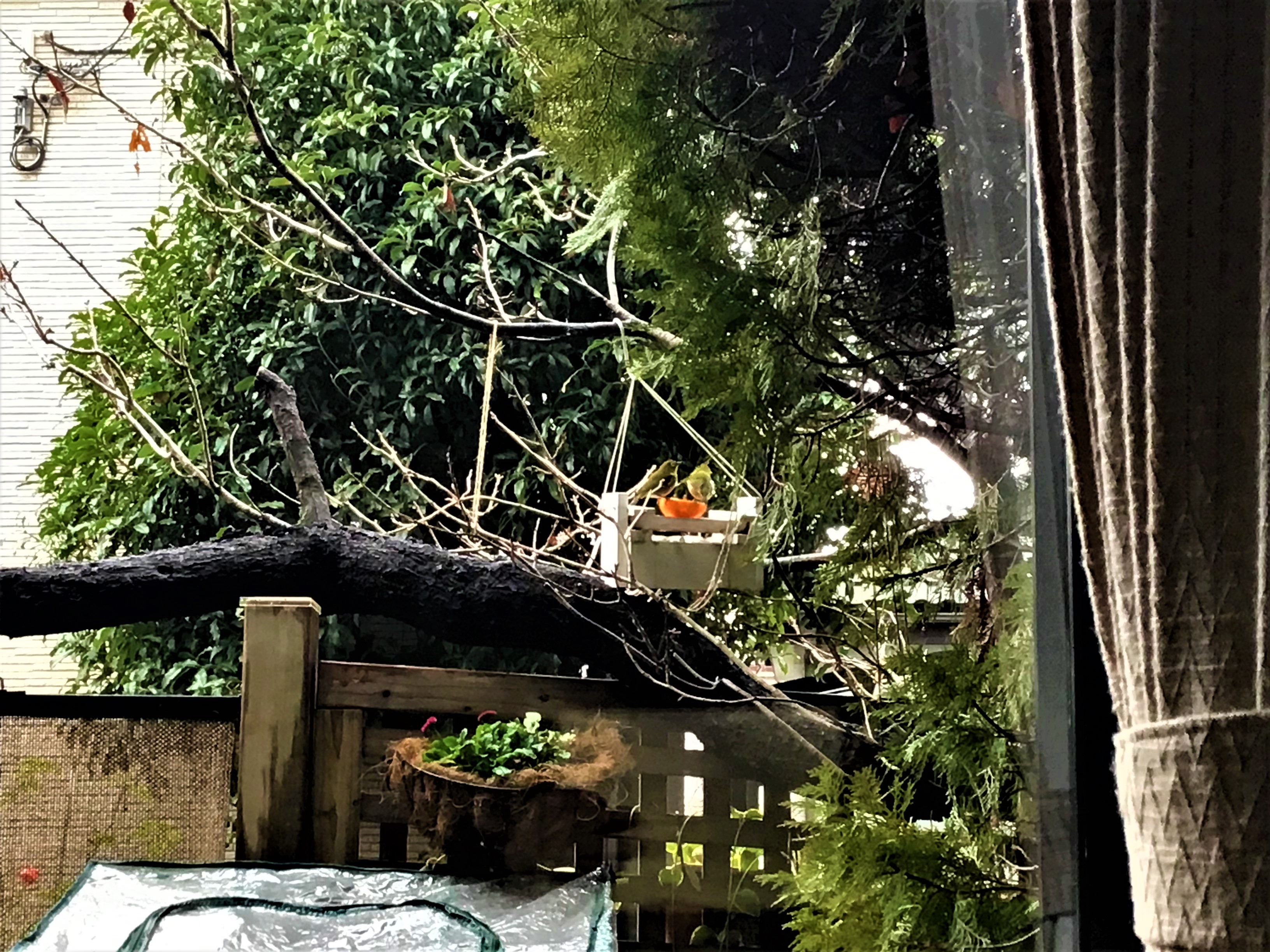 蜜柑とメジロ
