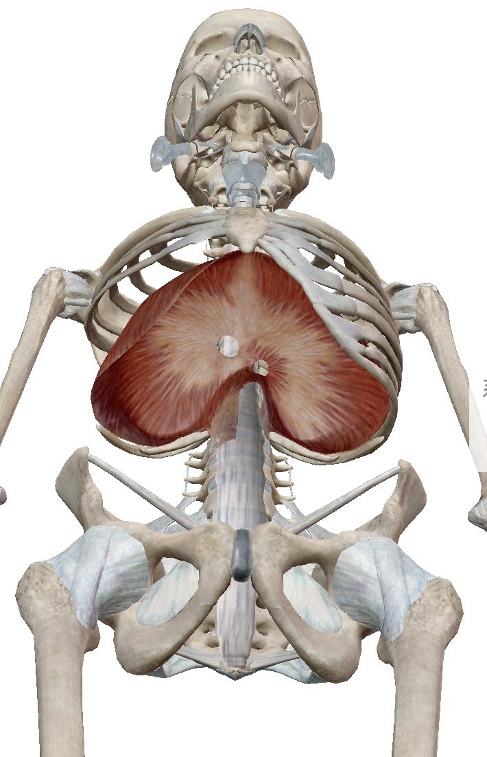 新時代のシフトは横隔膜から