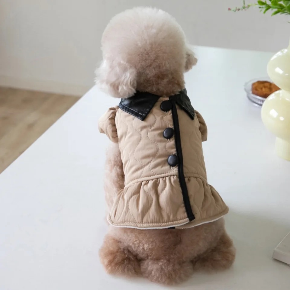 トイプードル　冬は洋服が必要