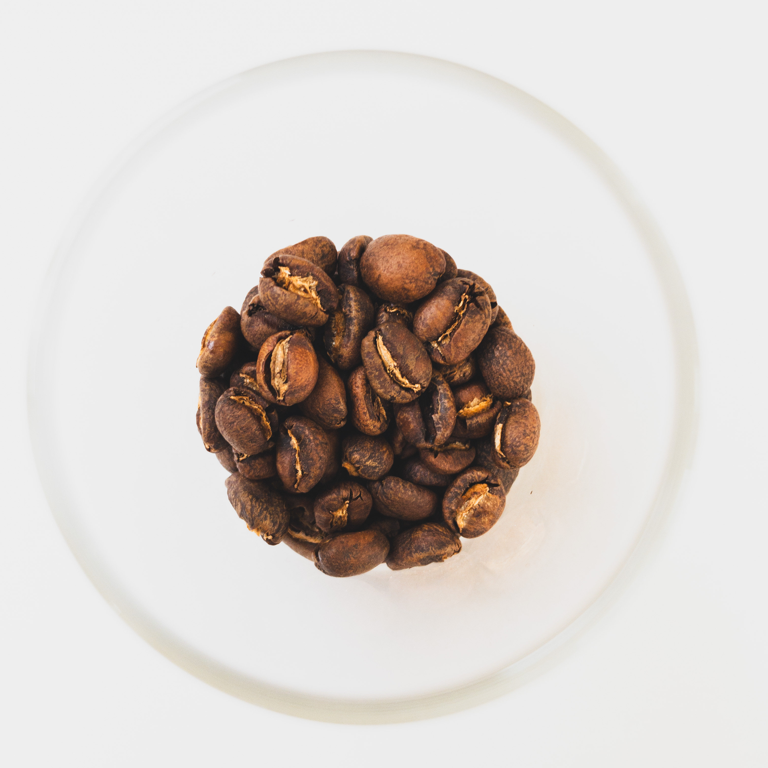 キになるキ[2]　コーヒー豆はコーヒーノキから