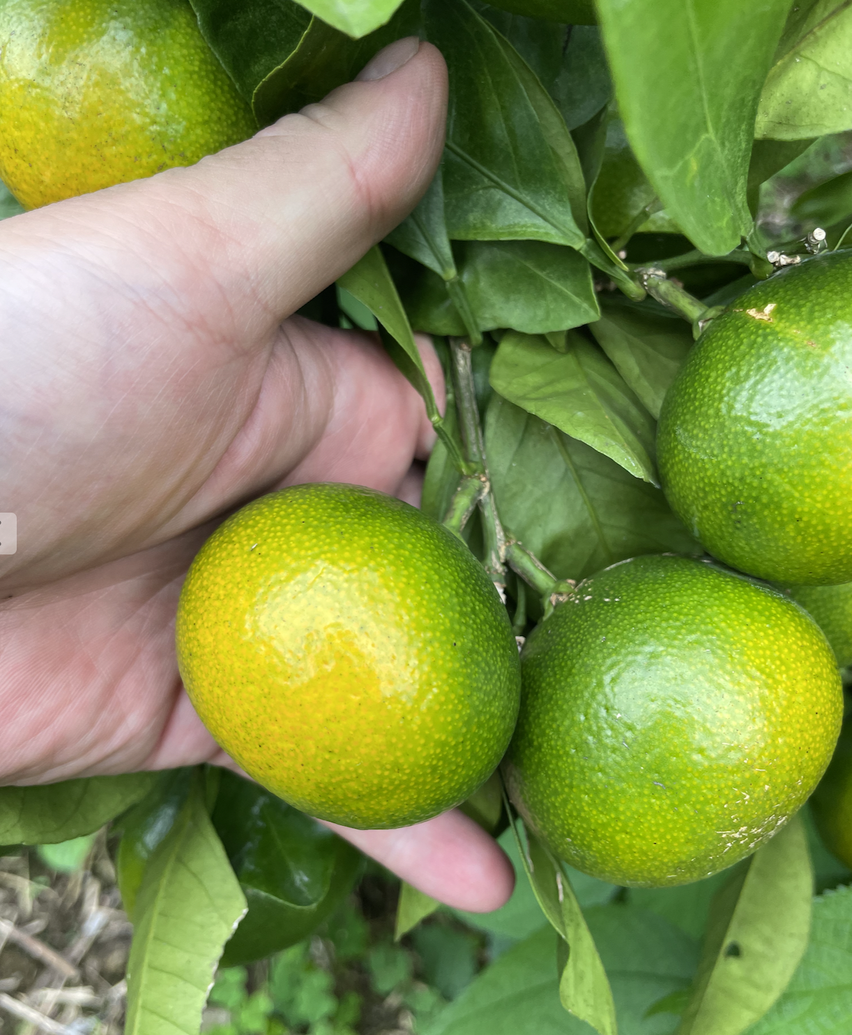 🍊崎みかん「ゆら早生」の予約を開始しました!