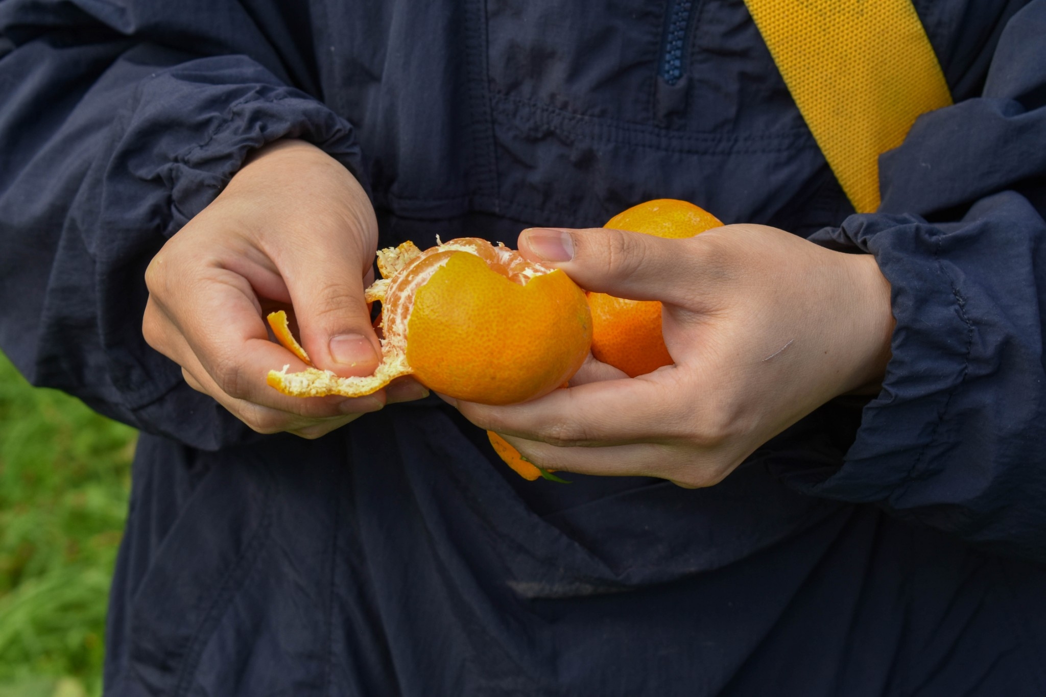 崎みかん予約販売まで今しばらくお待ちください!