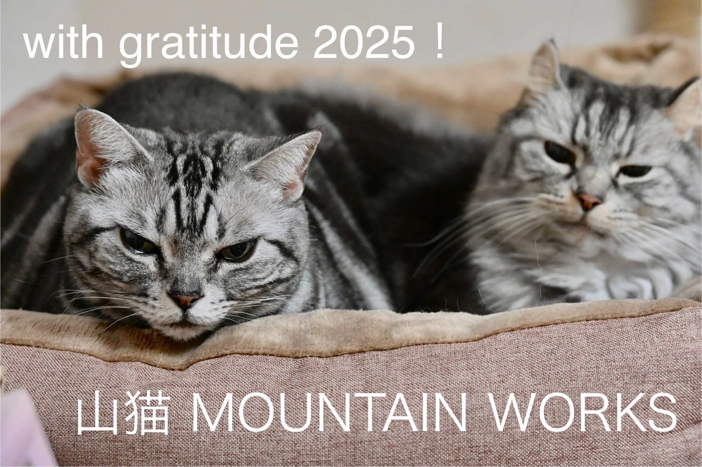 2025年の御挨拶🏔️🐈‍⬛🐈